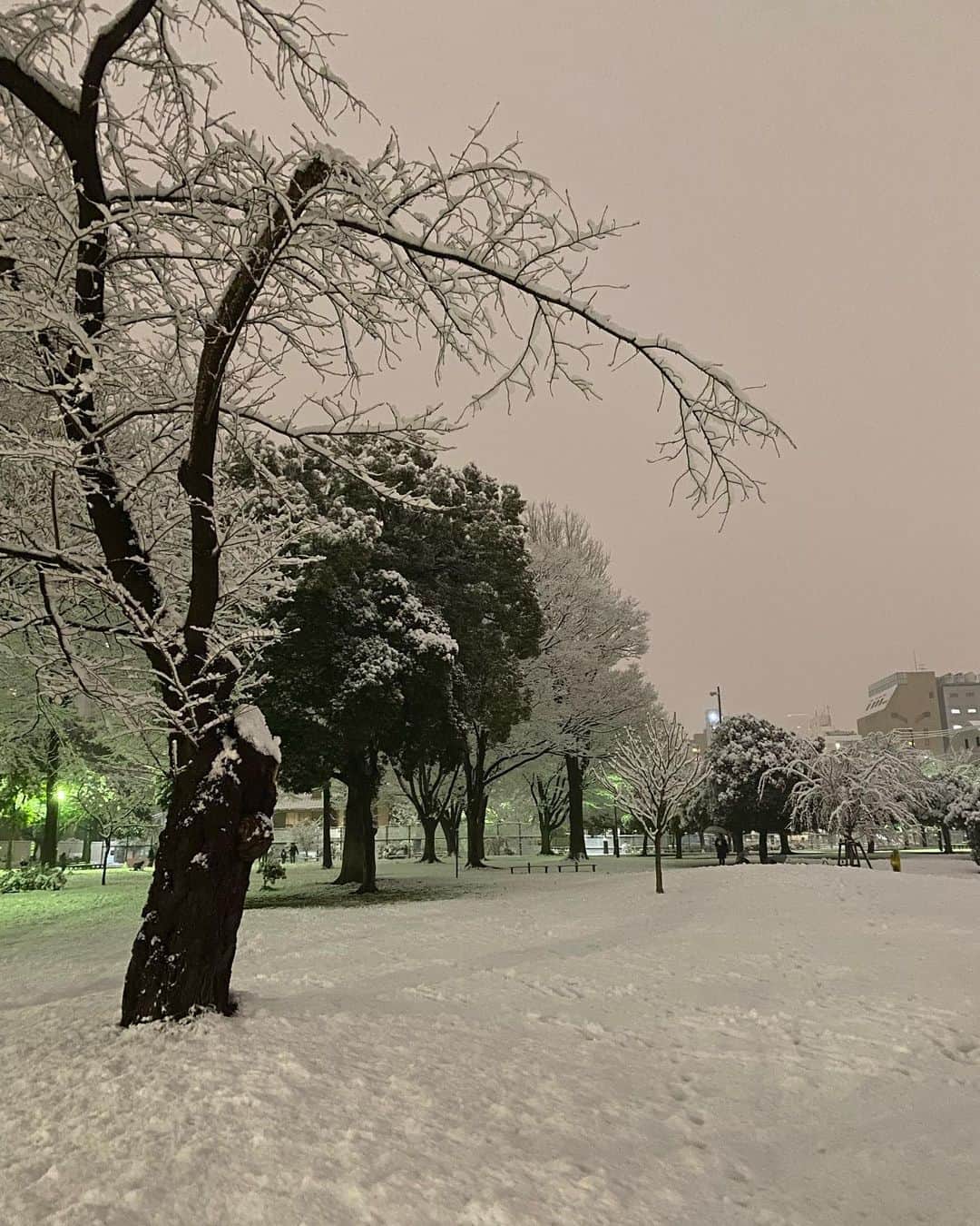 鈴木保奈美さんのインスタグラム写真 - (鈴木保奈美Instagram)「ここはどこっ？東京なのかっ？ そして用もないのに小一時間もポコポコと新雪を踏み回って喜ぶわたし。浮かれてる。 子供か。 犬か。  #これから帰宅する方くれぐれも足元お気をつけください」1月6日 18時25分 - honamisuzukiofficial