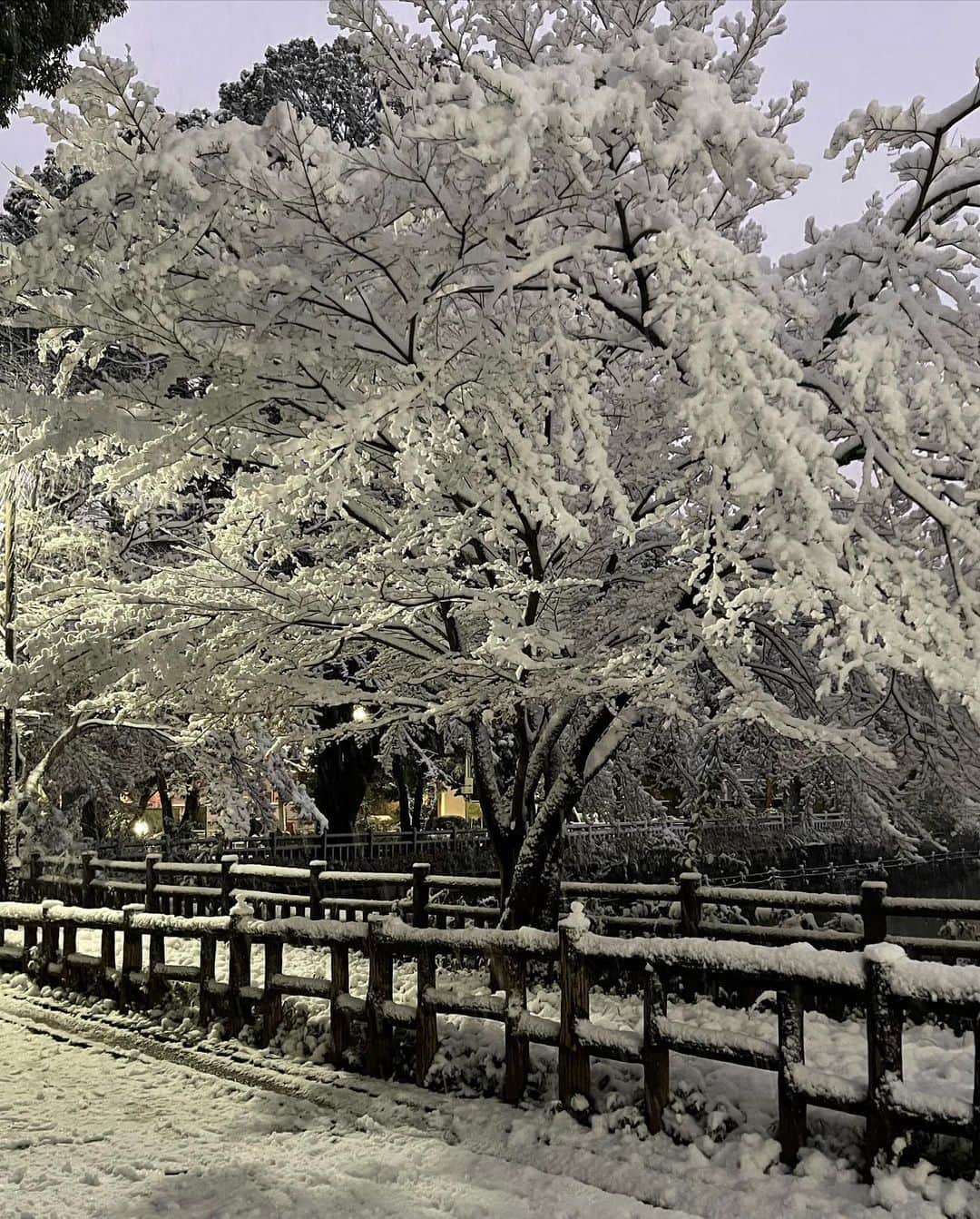 加藤綾菜さんのインスタグラム写真 - (加藤綾菜Instagram)「静岡♨️から帰ってきて東京は雪☃️❄️ しかも、スーパーいくだけなのに転倒❣️ ドラマみたいに買い物袋からフルーツ飛び出して優しいお爺ちゃんが助けてくれました😆🙏✨  みなさんも気をつけてね🥺☃️❄️」1月6日 18時20分 - katoayana0412