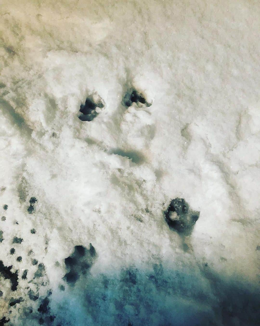 堀田ゆい夏さんのインスタグラム写真 - (堀田ゆい夏Instagram)「. 雪に興味津々のぴいなっつ氏🦁 冷蔵庫代わりにベランダに置いていた鍋にまで雪が積もってる！  お味噌汁とおでん... 中身はきっと大丈夫😅  4枚目はぴいなさんを雪の中にポイっとしてできた足跡。 後ろ足開き気味。 かわいい☺️  #雪#猫#ねこのいる生活#心地よい暮らし#cat#catsofinstagram」1月6日 18時42分 - yuika_a0902