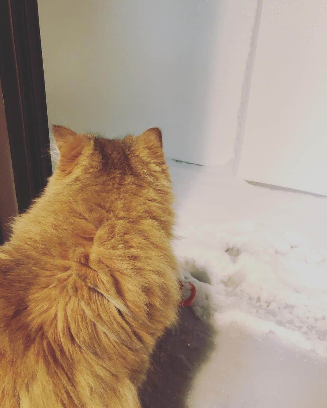 堀田ゆい夏のインスタグラム：「. 雪に興味津々のぴいなっつ氏🦁 冷蔵庫代わりにベランダに置いていた鍋にまで雪が積もってる！  お味噌汁とおでん... 中身はきっと大丈夫😅  4枚目はぴいなさんを雪の中にポイっとしてできた足跡。 後ろ足開き気味。 かわいい☺️  #雪#猫#ねこのいる生活#心地よい暮らし#cat#catsofinstagram」