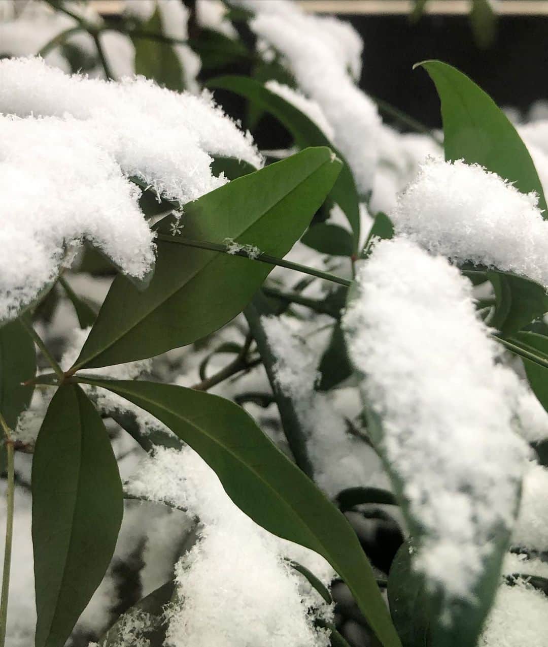 高見侑里さんのインスタグラム写真 - (高見侑里Instagram)「◡̈♥︎ 雪の結晶が見えました❄️  #皆様は見つけられましたか #足元など十分お気を付けください」1月6日 20時26分 - yuri_takami_official