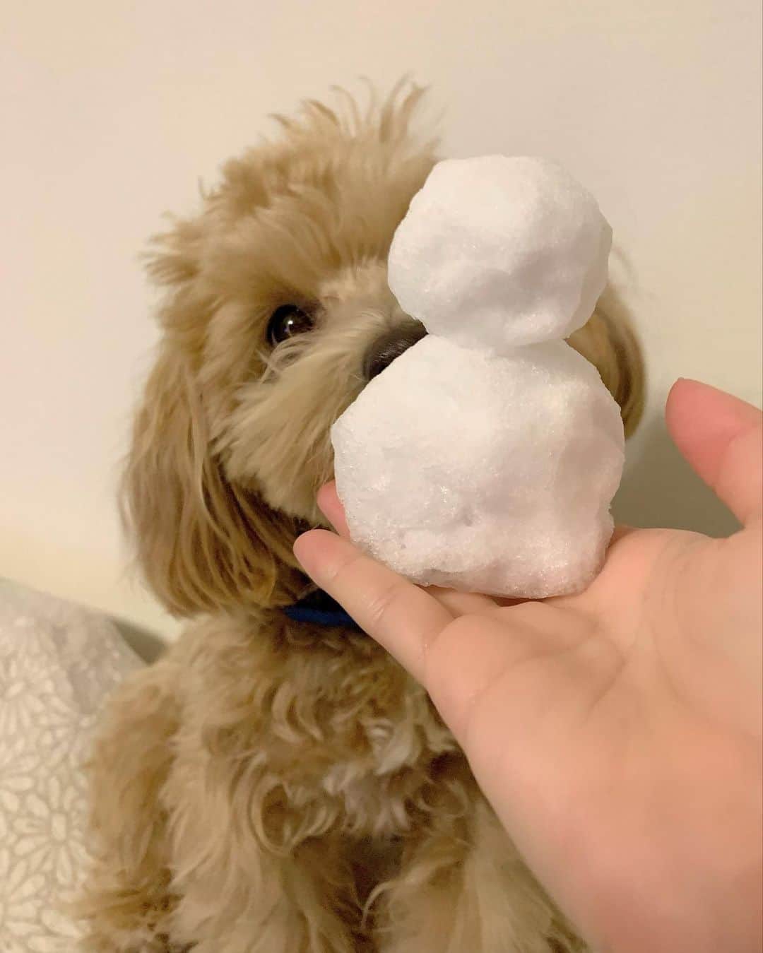 茅野愛衣のインスタグラム：「雪に興味津々なうちのお犬様🐶 JAPANのトーキョーは今日は雪でした！ 2022年も健康第一で、ゆるりといきましょ〜〜（茅）」