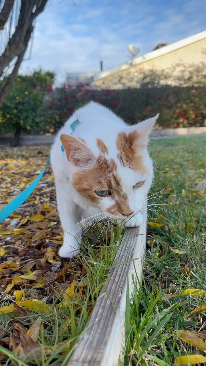 Richard Kittyのインスタグラム：「Enjoying some greens 🥬」