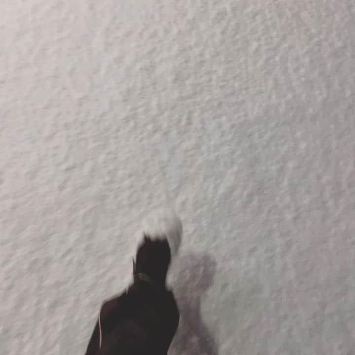 フォンチーのインスタグラム：「雪合戦したい人 . 雪だるま作りたい人 . 走って雪にバフってしたい人 . 良い歳の大人になっても雪が大好きでテンション上がる人 . 手挙げて✋笑」