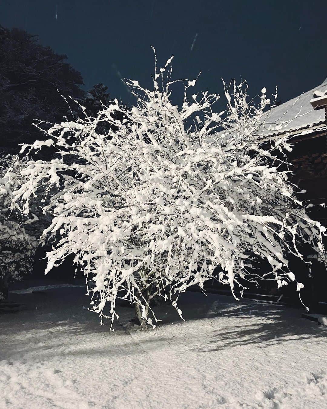 チェルシー舞花さんのインスタグラム写真 - (チェルシー舞花Instagram)「あけましておめでとうございます  良いところに引っ越してきたーとあらためて雪の中散歩しながら❄︎  2022年は養生の心を大切に  今年もどうぞよろしくお願いします〜」1月7日 0時26分 - chelseamaika