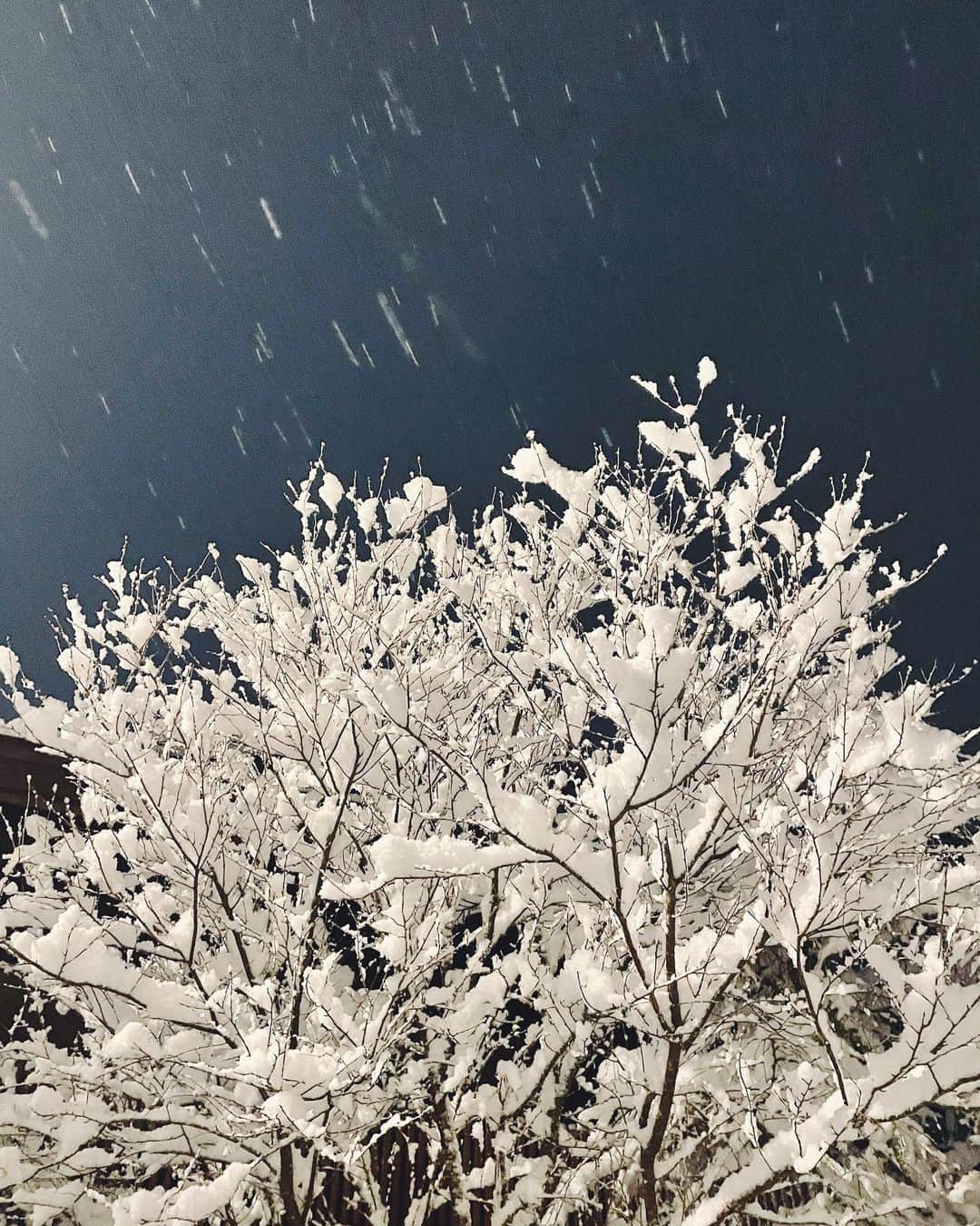 チェルシー舞花さんのインスタグラム写真 - (チェルシー舞花Instagram)「あけましておめでとうございます  良いところに引っ越してきたーとあらためて雪の中散歩しながら❄︎  2022年は養生の心を大切に  今年もどうぞよろしくお願いします〜」1月7日 0時26分 - chelseamaika