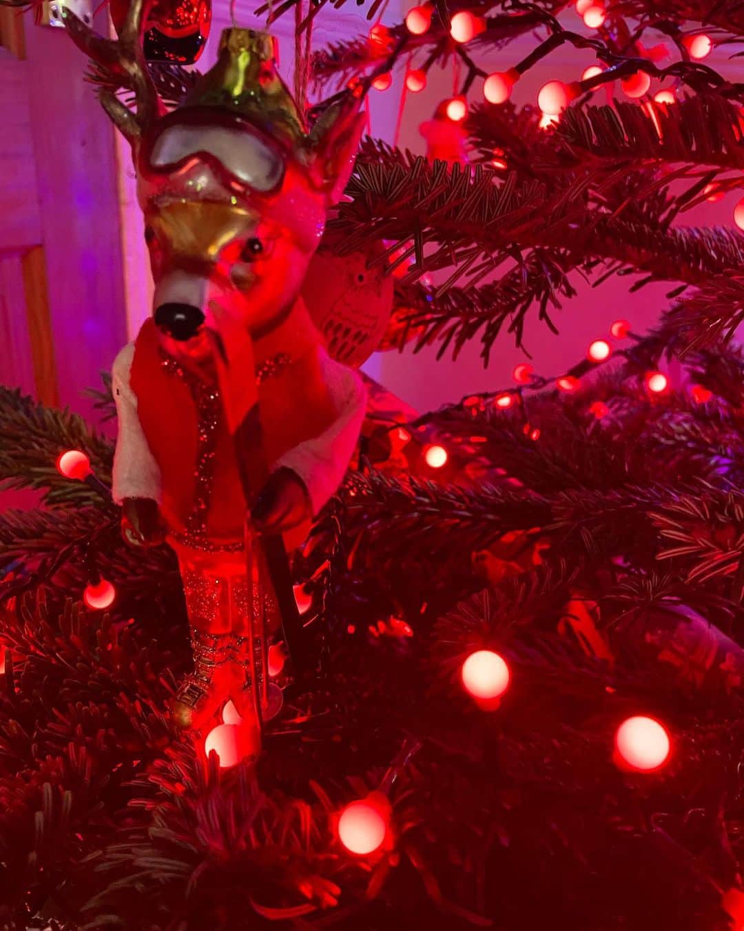 ジョーダン・ロクランのインスタグラム：「Ski Deer: Deer we go again  Hope you all had a lovely festive season. Wishing you a happy 2022!  [ID: Ski deer, a glass Christmas decoration in a the shape of a deer wear a red ski outfit with white sleeves and a green bobble hat. They hold a pair of skis in their left hand. Their left antler is missing. They are nestled in the branches of a Christmas tree, surround by red glowing christmas lights] #IMiscountedSeveralYearsAgoSoThisIsThe8thAppearanceOfSkiDeer#2022」