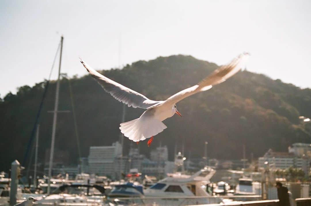 石井正則のインスタグラム：「熱海。ユリカモメ。  OM-1n+ ZUIKO S 35-70mmF3.5-4.5  #filmcamera  #filmphotography  #om1 #birds  #フィルムカメラ  #フィルム写真」