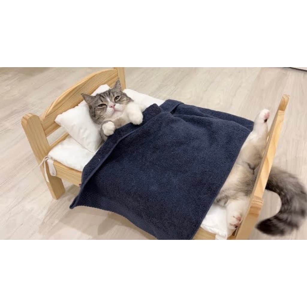もちまるさんのインスタグラム写真 - (もちまるInstagram)「ベッドをもらって気持ちよさそうに寝る猫」1月21日 18時04分 - catmotimaru