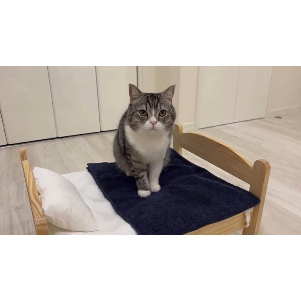 もちまるさんのインスタグラム写真 - (もちまるInstagram)「ベッドをもらって気持ちよさそうに寝る猫」1月21日 18時04分 - catmotimaru