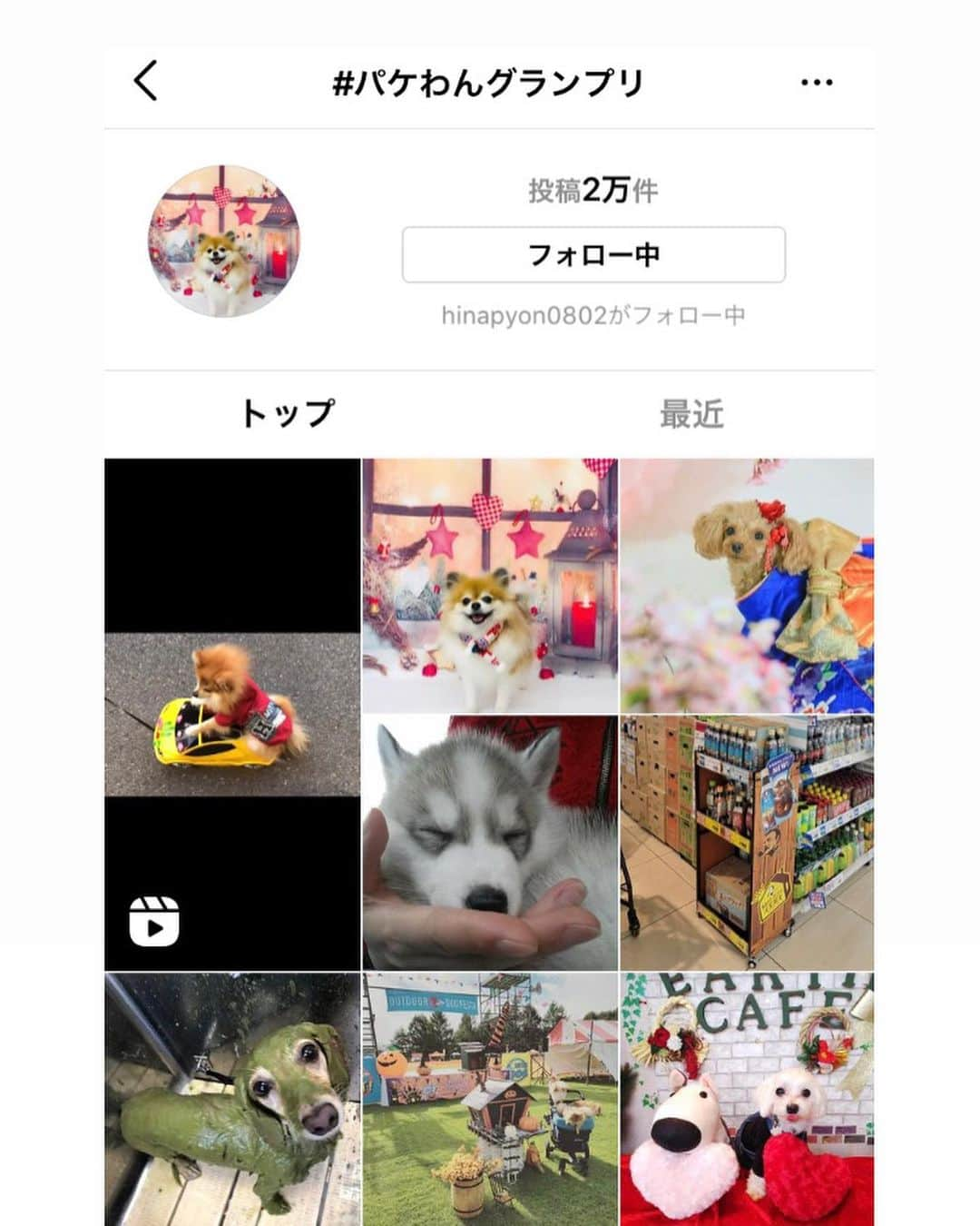 贅沢マスク公式アカウント＿原田産業さんのインスタグラム写真 - (贅沢マスク公式アカウント＿原田産業Instagram)「こちらはわんちゃんパッケージとは少し違うテイストのマスクです⭐️ 贅沢感のあるパッケージもなんかワクワクしますよね♪ 中身は今話題のダイヤモンド形状マスク💎 送料無料なので宜しければお試しください🤭💡  ２枚目３枚目は、パケわんグランプリ、パケわん総選挙のタグ検索結果🤩😍 懐かしいな〜可愛かったな〜 また何かしたいな〜と現在模索中。。。」1月21日 18時38分 - inu_zeitaku_mask_pakewan