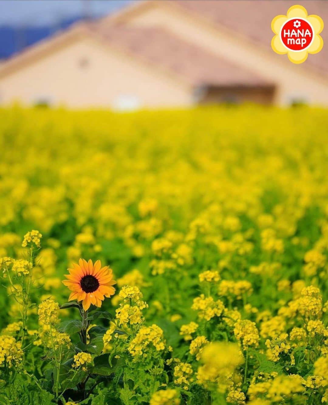 はなまっぷ❁日本の花風景のインスタグラム