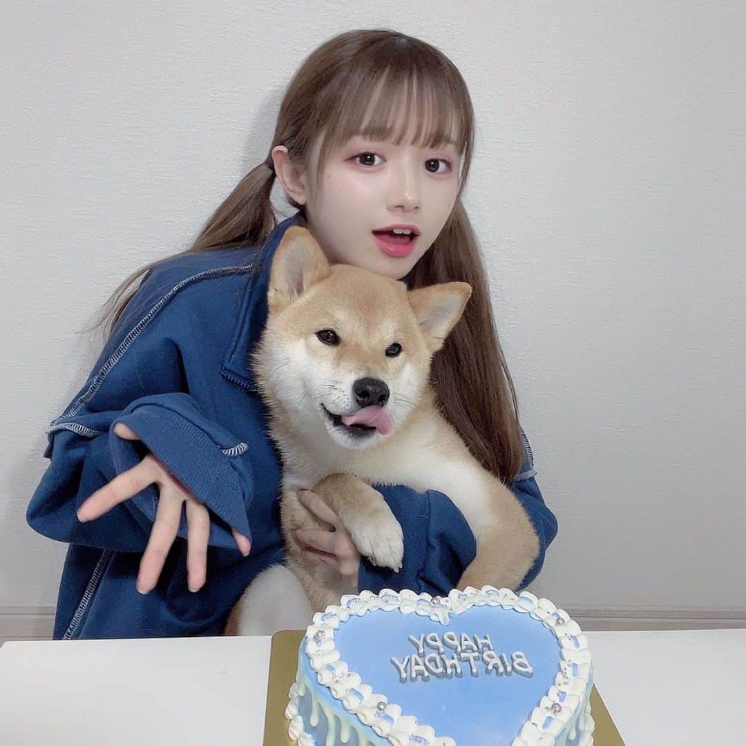 りんぴぴさんのインスタグラム写真 - (りんぴぴInstagram)「❤︎ 今日は都乃ちゃん2歳の誕生日🐶♡ 世界一可愛くて大好きで最強の相棒🥺💖💖💖 愛してる！！！！！！！  誕生日ケーキは @cakewith_tokyo さんで頼んだよ🎂🎶 めっちゃくちゃ可愛いし超超超美味しかった…😖✨✨✨  ⚠️犬は食べられません！！！   #cakewith_tokyo #オーダーメイド  #柴犬」1月21日 22時08分 - rinka_sys