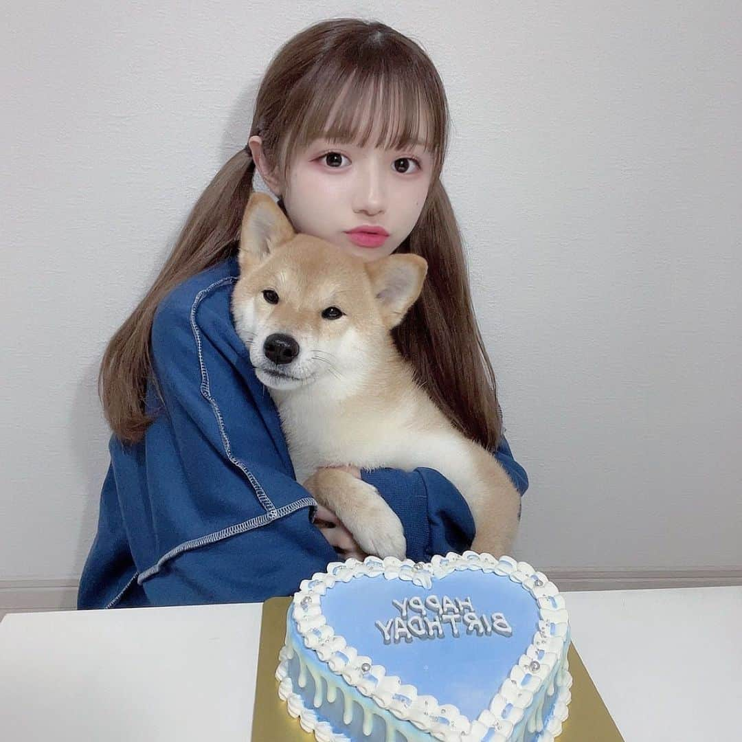 りんぴぴのインスタグラム：「❤︎ 今日は都乃ちゃん2歳の誕生日🐶♡ 世界一可愛くて大好きで最強の相棒🥺💖💖💖 愛してる！！！！！！！  誕生日ケーキは @cakewith_tokyo さんで頼んだよ🎂🎶 めっちゃくちゃ可愛いし超超超美味しかった…😖✨✨✨  ⚠️犬は食べられません！！！   #cakewith_tokyo #オーダーメイド  #柴犬」