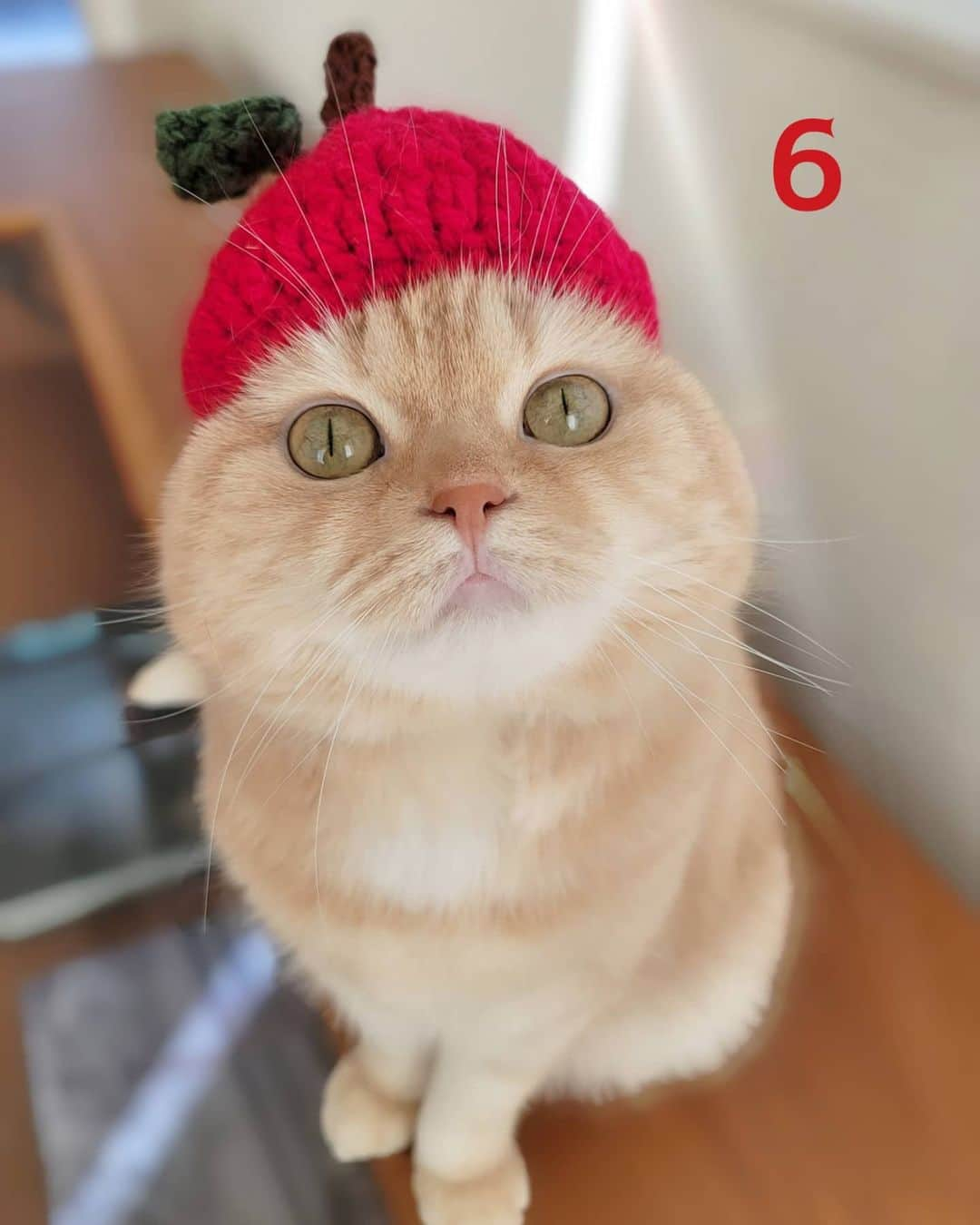 猫山田 Ａ. きなこさんのインスタグラム写真 - (猫山田 Ａ. きなこInstagram)「🐾 きなこ６歳なのなの 🐾 KINAKO! Happy 6th birthday!!! 🐾 #きなこなの きなこね、６歳になったなの もうレディーなんだって お姫様から女王様になるなの 昨日はおうちで爪切りもできたなの きなこ良い子すぎて怖いなの さぁパーリーナイの始まりなのー🎵 🐾 #スーパーお世話係のママしゃんです きなこが６歳になりました 立ち振舞いや身綺麗さは圧巻の熟女ですが 猫山田家一番の赤ちゃんです 今もかまってかまってと叫びまくってます  でもね 女王陛下への願いは一つだけ 健康でもっとゆっくりゆっくり 歳を重ねてほしいなの  爪切りで血まみれにされても 早朝に叫び起こされても お肉くわえて逃げていっても なんでも許せて笑顔になっちゃうの 大好きだおー❤️  きなこがうるさすぎるので そろそろレッツパーリーナイト」1月21日 22時33分 - 20160121kinako