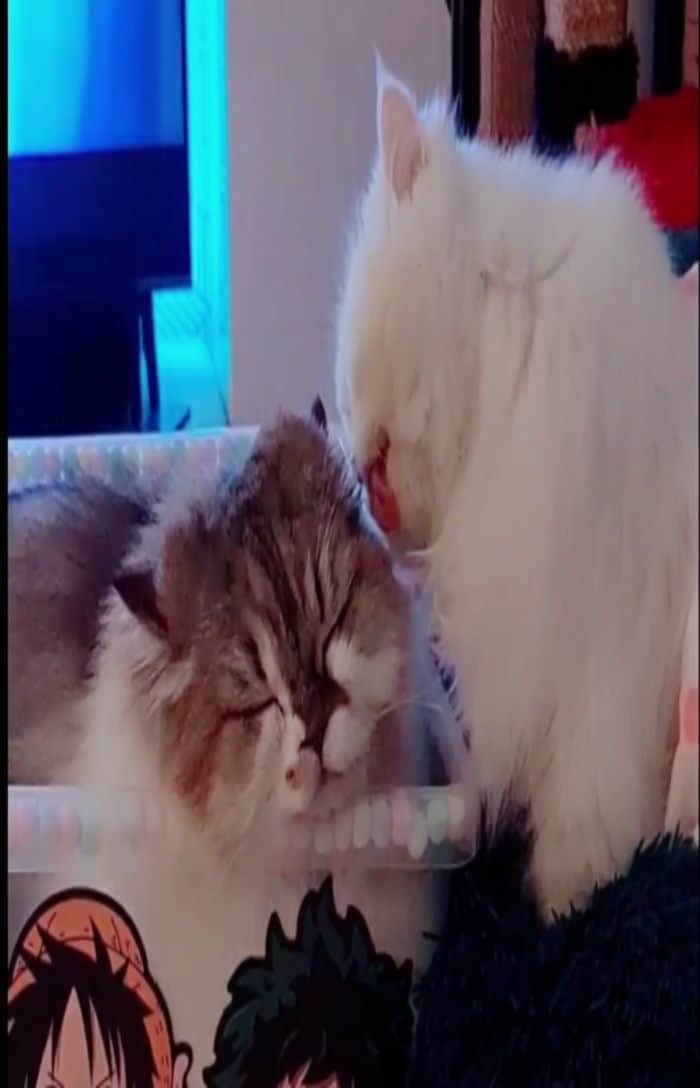 Kenshin & Chloeyのインスタグラム：「sweet little sisfur ♡ goodnight 😊🍒  #coicommunity #lovethesetwo❤️   𝓜𝓾𝓼𝓲𝓬:𝓢𝔀𝓮𝓮𝓽 𝓛𝓲𝓽𝓽𝓵𝓮 𝓞𝓷𝓮, 𝓜𝓾𝓼𝓲𝓬𝓲𝓪𝓷:𝓒𝓵𝓪𝓻𝓮𝓷𝓬𝓮 𝓡𝓮𝓮𝓭, 𝓐𝓵𝓫𝓾𝓶:𝓒𝓵𝓪𝓻𝓮𝓷𝓬𝓮 𝓡𝓮𝓮𝓭, 𝓢𝓸𝓾𝓻𝓬𝓮:𝓱𝓽𝓽𝓹𝓼://𝔀𝔀𝔀.𝓿𝓬𝓰.𝓬𝓸𝓶/」