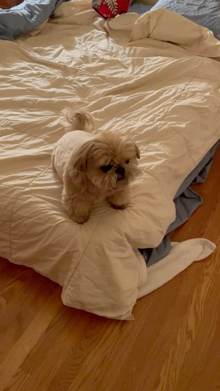 Dougie the Shih Tzuのインスタグラム：「Our mattress has been on the floor all week, but Dougie still wants a helper getting up and down. #fridaymomentofzen」
