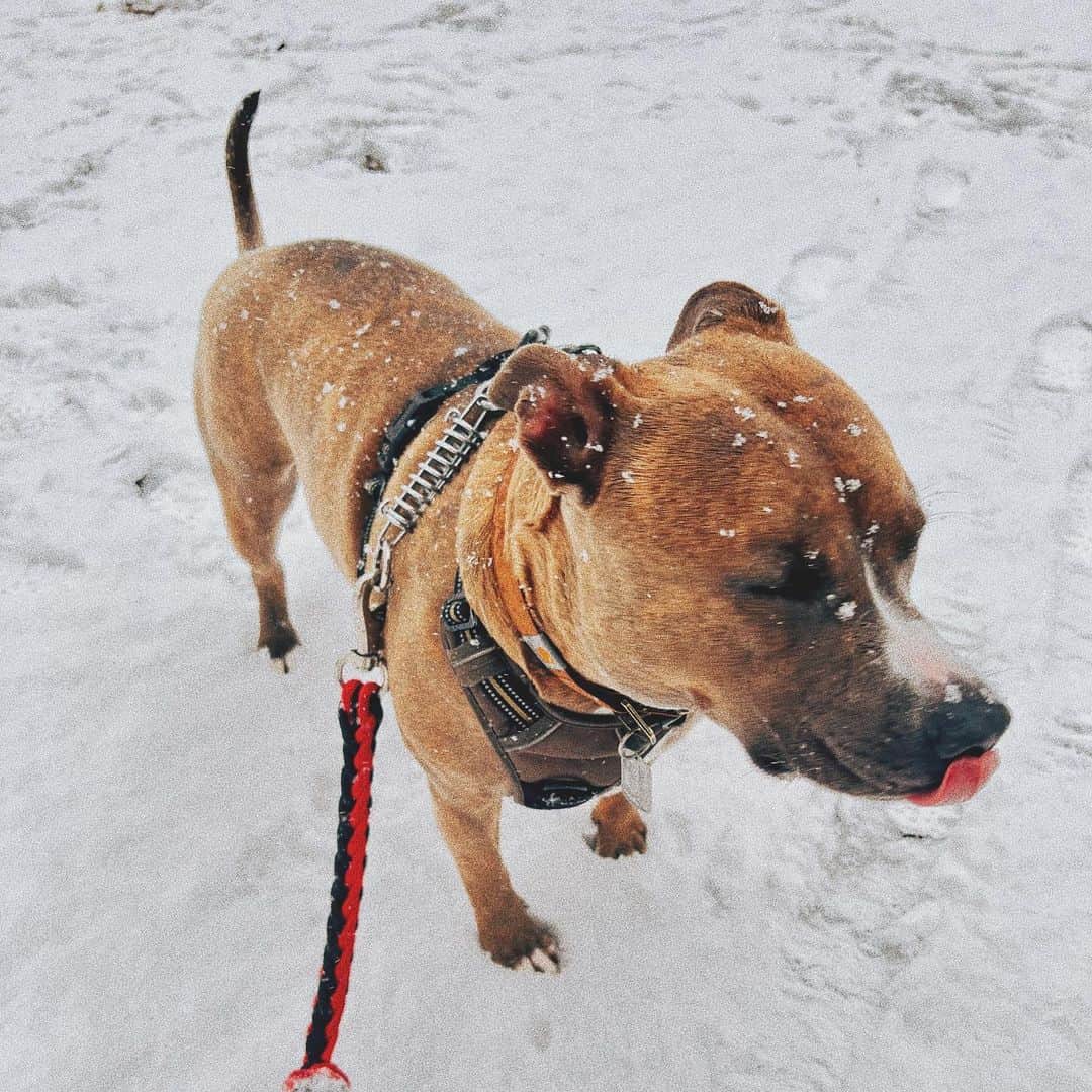 岡部紗季子さんのインスタグラム写真 - (岡部紗季子Instagram)「“ #pitbull #snow #excited #ピットブル #🐶 . . . わたしたちはよろこび にわかけまわるーーー🐕🎶❄️」1月7日 8時27分 - sakiko_okabe516