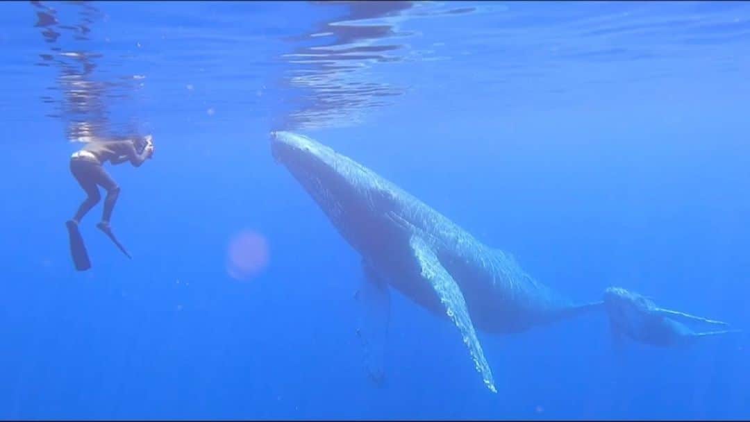 のインスタグラム：「🎶🐋  I wonder what they feel in deep ocean.  伝説の超絶神回。(2021.3)  深い海で いったいなにをみてきたのだろう  なにを想っているのだろう   🐋🤍  ——————————————-  《注意》ホエールスイムにはライセンスが必要です🐋  わたしのレッスンでは ホエールスイムに必要なライセンスの中でもいちばん手軽・短時間でとれる  ♢シュノーケル ♢スキンダイビング　のライセンス 発行することができます💳  インストラクターを務めさせていただいている　@bsac_japan 公認です👌  ライセンス受講希望の方 、興味ある方はDMしてくださいね😊 いっしょにクジラに会いに行きましょう♡  　🛥ツアー　by @dive_journey   #沖縄 #okinawa #沖縄本島 #ザトウクジラ #クジラ #ホエールスイム #whaleswim #ダイブジャーニー #divejourney #スキューバダイビング #スキンダイビング #フリーダイビング #ダイビング #沖縄ダイビング #scubadiving #skindiving #freediving #diving #divermag #okinawadiving #水中写真」
