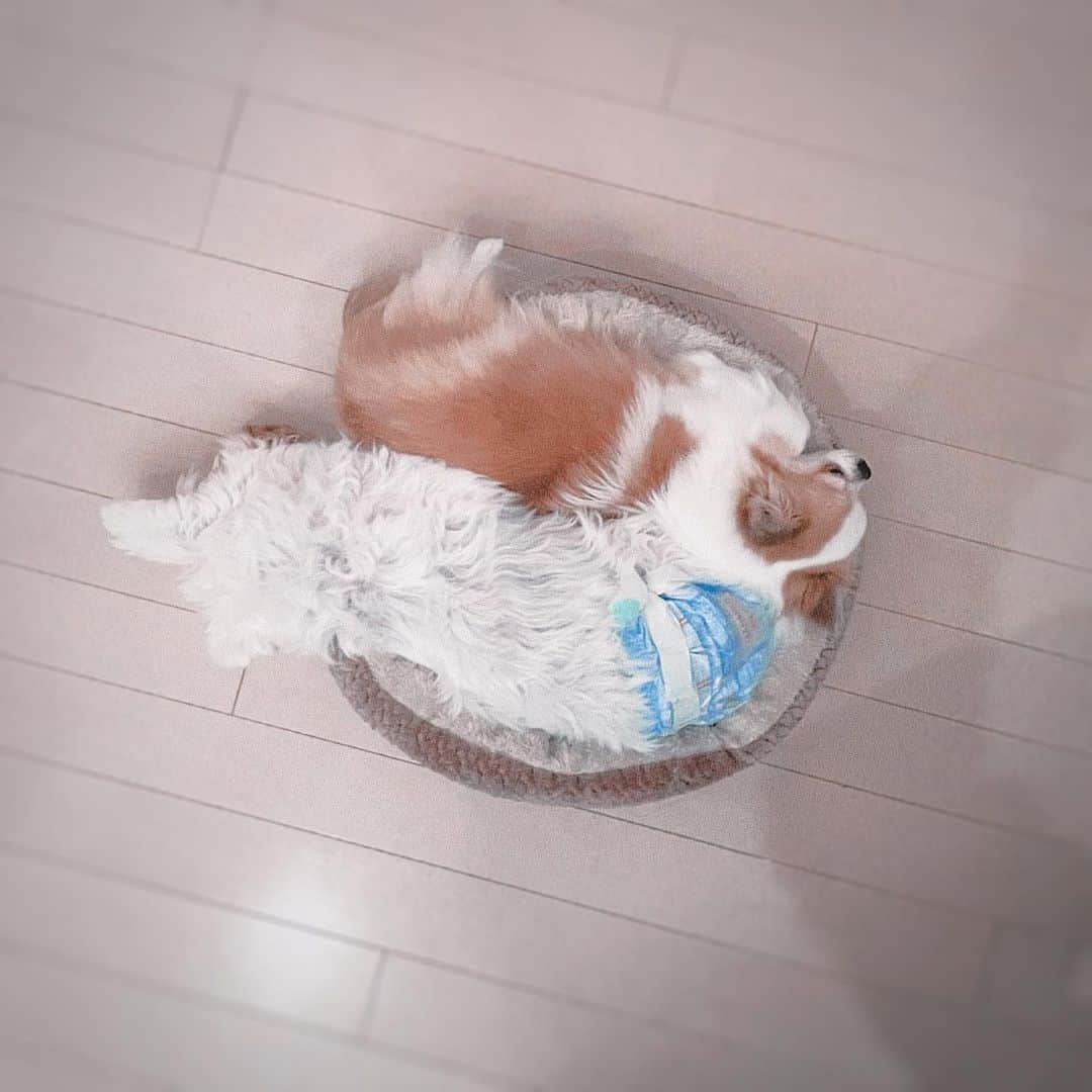 村田充さんのインスタグラム写真 - (村田充Instagram)「お寛ぎのところ申し上げにくいのですけれども、そちらのベッドはお一犬様用となっておりまして。少し離れたところに大きなベッドもございますので次回からはそちらをご利用ください。できる範囲で構いませんので。」1月7日 12時09分 - mitsumurata