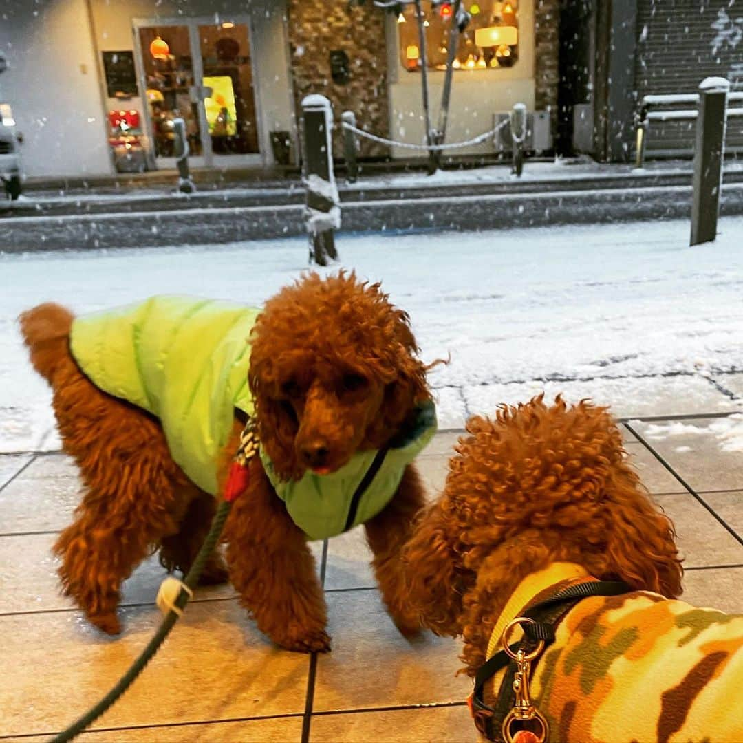 五味隆典さんのインスタグラム写真 - (五味隆典Instagram)「初雪☃️  ジム再開は11日からになります。」1月7日 15時02分 - takanorigomi