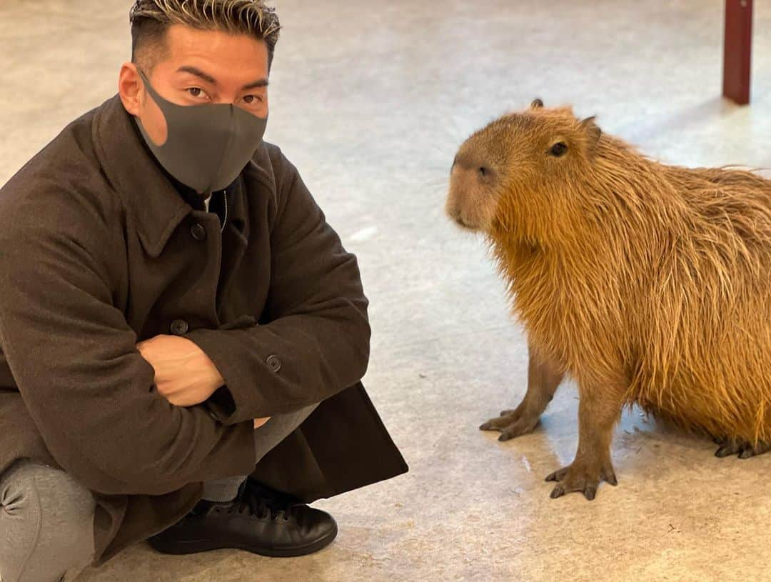 渋谷美穂さんのインスタグラム写真 - (渋谷美穂Instagram)「アニタッチ🐹🐥💓 大好きな動物とのふれあい🥰🥰🥰 動物ってなんでこんなに可愛いのだろうか😭 ずっと見ていられる😆😆❗️ ⁡ この動物たちは人の手で育てられた為、 とっても人に慣れていて 自ら近寄ってきてくれる😭💓 カピパラの赤ちゃんをよしよししていたら わんちゃんのようにお腹を見せてゴロン😭💓 可愛すぎて尊い…とはこういうことか。 本当に癒されたぁ〜✨ ⁡ #アニタッチ#みなとみらい#屋内型動物園 ⁡ ⁡ #コンテスト#フィギュア#ビキニ#スポーツモデル#筋肉#筋トレ#フィットネス#腹筋#シックスパック#トレーニング#ワークアウト#筋トレ女子#腹筋女子#減量#ダイエット#ショートカット#パーソナルトレーニング#ファイヤージム#fitness#training#workout#figure#firegym」1月7日 18時45分 - miho_fitness