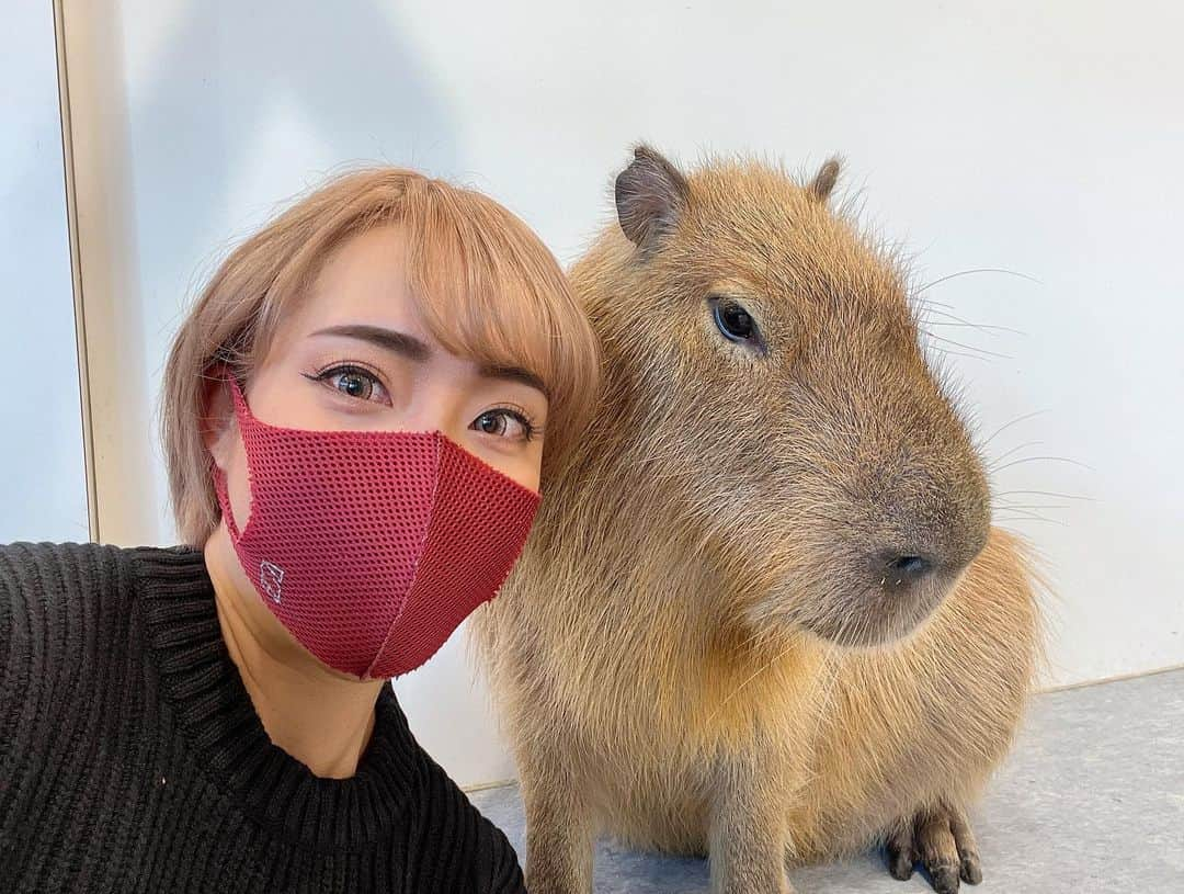 渋谷美穂さんのインスタグラム写真 - (渋谷美穂Instagram)「アニタッチ🐹🐥💓 大好きな動物とのふれあい🥰🥰🥰 動物ってなんでこんなに可愛いのだろうか😭 ずっと見ていられる😆😆❗️ ⁡ この動物たちは人の手で育てられた為、 とっても人に慣れていて 自ら近寄ってきてくれる😭💓 カピパラの赤ちゃんをよしよししていたら わんちゃんのようにお腹を見せてゴロン😭💓 可愛すぎて尊い…とはこういうことか。 本当に癒されたぁ〜✨ ⁡ #アニタッチ#みなとみらい#屋内型動物園 ⁡ ⁡ #コンテスト#フィギュア#ビキニ#スポーツモデル#筋肉#筋トレ#フィットネス#腹筋#シックスパック#トレーニング#ワークアウト#筋トレ女子#腹筋女子#減量#ダイエット#ショートカット#パーソナルトレーニング#ファイヤージム#fitness#training#workout#figure#firegym」1月7日 18時45分 - miho_fitness