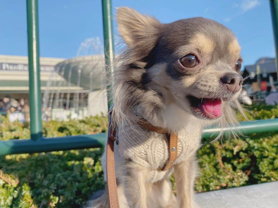 田原可南子さんのインスタグラム写真 - (田原可南子Instagram)「🐶🎍🐶」1月7日 20時50分 - kanakotahara