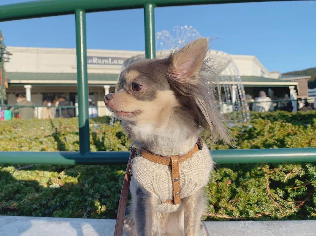 田原可南子さんのインスタグラム写真 - (田原可南子Instagram)「🐶🎍🐶」1月7日 20時50分 - kanakotahara