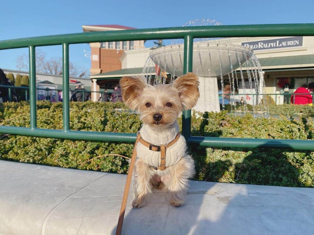 田原可南子さんのインスタグラム写真 - (田原可南子Instagram)「🐶🎍🐶」1月7日 20時50分 - kanakotahara