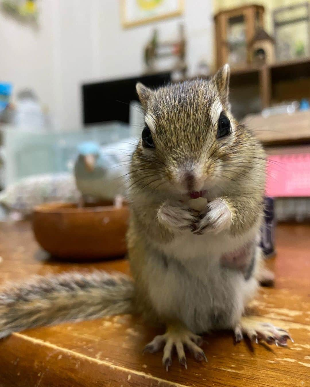 peace_0322さんのインスタグラム写真 - (peace_0322Instagram)「#リス#シマリス#インコ#マメルリハインコ#ふわもこ部 仲良くモグモグモグモグ🐿🐦 タイガー🐯でも瑠璃ちゃんに優しくしてくれてありがとう」1月7日 22時39分 - peace_0322