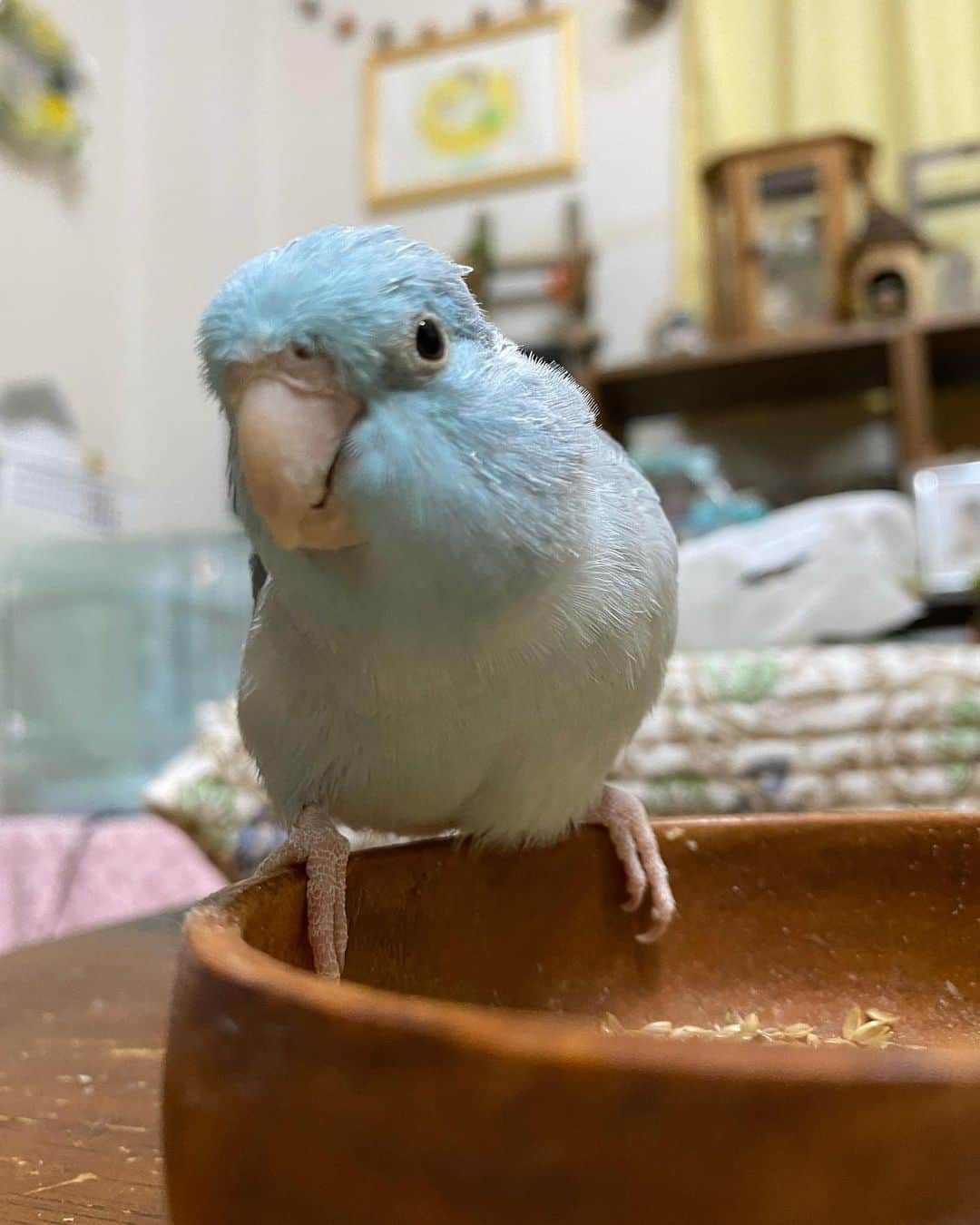 peace_0322さんのインスタグラム写真 - (peace_0322Instagram)「#リス#シマリス#インコ#マメルリハインコ#ふわもこ部 仲良くモグモグモグモグ🐿🐦 タイガー🐯でも瑠璃ちゃんに優しくしてくれてありがとう」1月7日 22時39分 - peace_0322