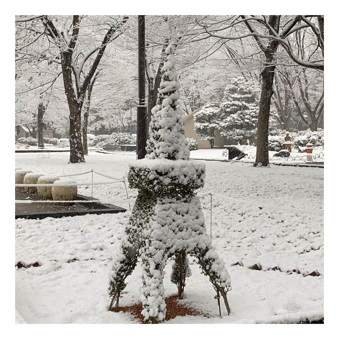 大和悠河さんのインスタグラム写真 - (大和悠河Instagram)「雪🗼❄️ 東京に雪が降りました . . #大和悠河　#yugayamato #日比谷公園  #hibiyapark  #雪　#snow  #snowday #東京タワー」1月8日 3時03分 - yugayamato