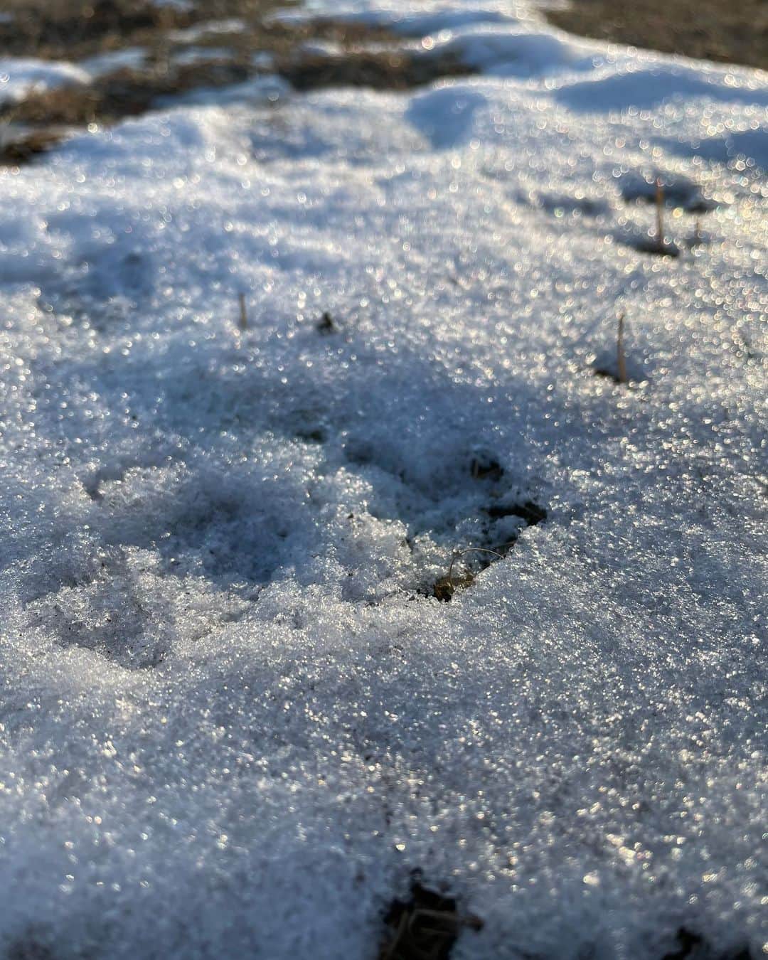 島本真衣さんのインスタグラム写真 - (島本真衣Instagram)「おはようございます。 今朝も滑らず転ばずウォーキング出来ました👟 雪と寒さの影響か今日は人が少なかったです❄️ 皆さん素敵な土曜日を🤍  #中居正広のニュースな会  #今日はお休み #来週から です #雪 #残っていました #ウォーキング #5km #スッキリしました #島本真衣」1月8日 8時42分 - mai_shimamoto_ex