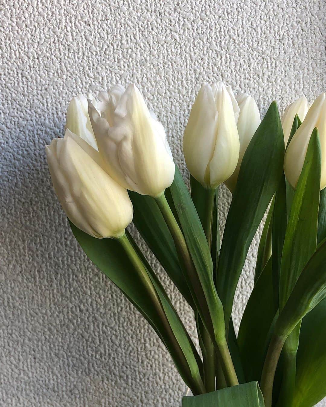 Baekのインスタグラム：「今日はお花を買いに行ってきました。普段ピンクや黄色はよくあるけど一番すきな白いチューリップはよく見かけないのに今日はあって嬉しかったです！  実は今日は私の10代の時のとても仲良かった幼なじみの結婚式でした。彼女も今はアメリカに住んでいて一年ほど前に結婚式をしにソウルにいくから会わない？となって元々今日に合わせて一回ソウルに行く予定だったのですがちょっとコロナの状況で急遽今回は行けなくなってしまいました🥲 10代の時に実は結構人見知りだったり色々不器用なわたしをいつもケアしてくれて、色んな人に合わせてくれたりいろんなところに連れてくれたり…その友達がいて私の10代はいい思い出がたくさんあった気がします。私が東京に来ていない時も母の日や新年には私の家族にカードを送ったりお花を持ってきてくれたり、本当に家族のような大事な友達。 今日行けなかったことは悲しいけど写真を送ってもらって、とてもとても綺麗でした。彼女のこれからの毎日が素晴らしい日で続きますように🙏今日はとても嬉しく、感動のある日でした。  #혜영아결혼축하해🤍사랑해」