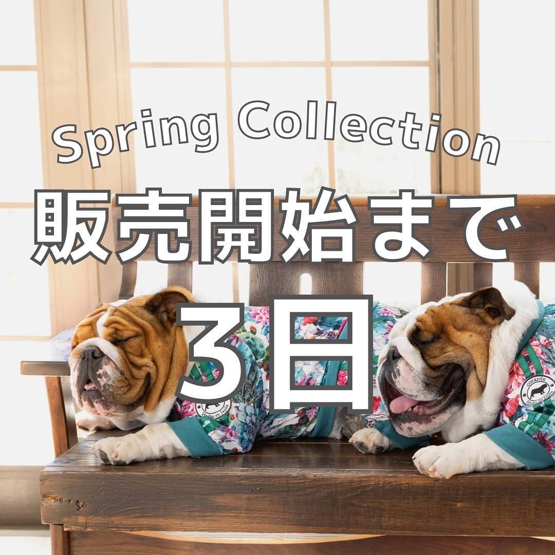 北斗晶さんのインスタグラム写真 - (北斗晶Instagram)「・ ／ Spring Collection 発売まで3日🌸🐶 ＼  1月11日(火) 13:30から『corazón 2022 Spring Collection』の販売が開始いたします！  滑らかな生地を使用し、さらりとした手触りで毛が付きにくい今季のトラックスーツは、程よいストレッチ性に優れており、身体にフィットしやすく、虫が気になる春先に向けて防虫加工まで採用しております。 着脱しやすいようにフロントチャックを採用し、汚れも落ちやすい素材を使用しております。これを着たら目立つこと間違いなし！  corazónは、51種類のサイズを展開。 小型犬から大型犬まで幅広くお作りいたします🐶 詳しくはホームページのサイズ表をご確認ください。  ぜひ気になったら【保存】お願いします❣️  ▼価格（税込） 体操着: ¥5,478〜 トラックスーツ: ¥7,678〜 ※サイズによって異なります  ▼ECサイトはプロフィールからアクセス🐶 @corazon_hokuto  ▼サイズ 小型犬〜大型まで国内最大級51サイズをご用意しています。  【2着以上をご購入の方は送料無料です】  #corazon #ドギーズアイランド #ペット服 #ペット #北斗晶 #corazonファミリー #フレンチブルドッグ #ブルドッグ #ダックスフンド #ポメラニアン #チワワ #犬 #犬のいる暮らし #わんちゃん #わんちゃん大好き #わんちゃんのいる生活 #ワンちゃん #ワンちゃん大好き #ワンちゃんと一緒」1月8日 20時24分 - hokutoakira_official