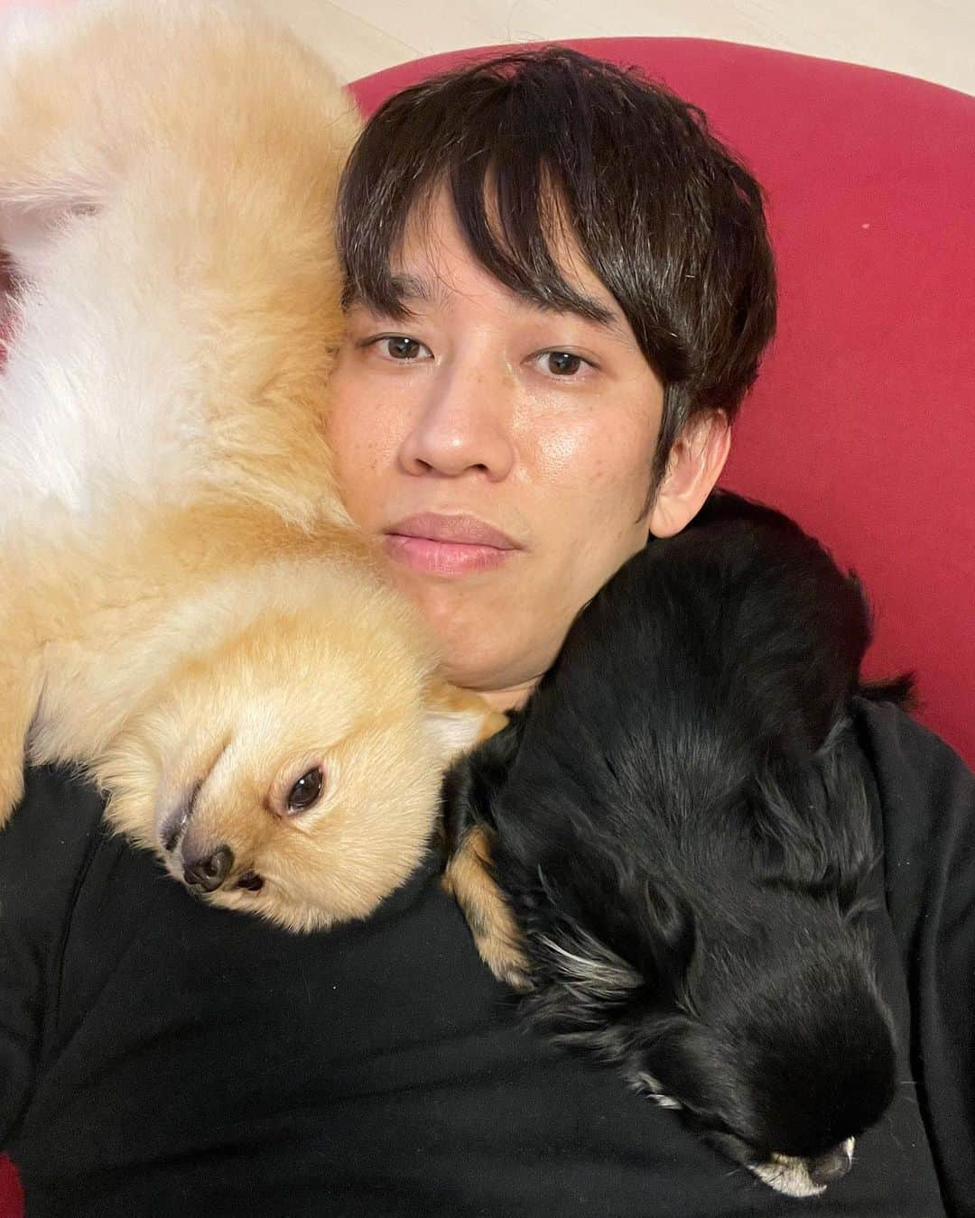 しゅんしゅんクリニックPさんのインスタグラム写真 - (しゅんしゅんクリニックPInstagram)「犬まみれ  我が家のピクルス(ポメラニアン:♂2歳)とばぶお(チワワ:♂2歳)です🐶  #昔は犬得意ではなかったけど #今は大好きになりました #実家でミニチュアダックスフンド飼ってたけど #基本世話は母親か妹 #僕と父親はノータッチ #それが今はめちゃくちゃ世話する #人間変わるもんだ #ちなみにその時の犬の名前はケンタ #犬に太いで犬太(ケンタ) #今の実家の犬はルゥちゃん #ポメラニアン #チワワ #しゅんしゅんクリニックP #ていうか #ダックスフンド？ダックスフント？」1月8日 20時38分 - shun.miyamoto