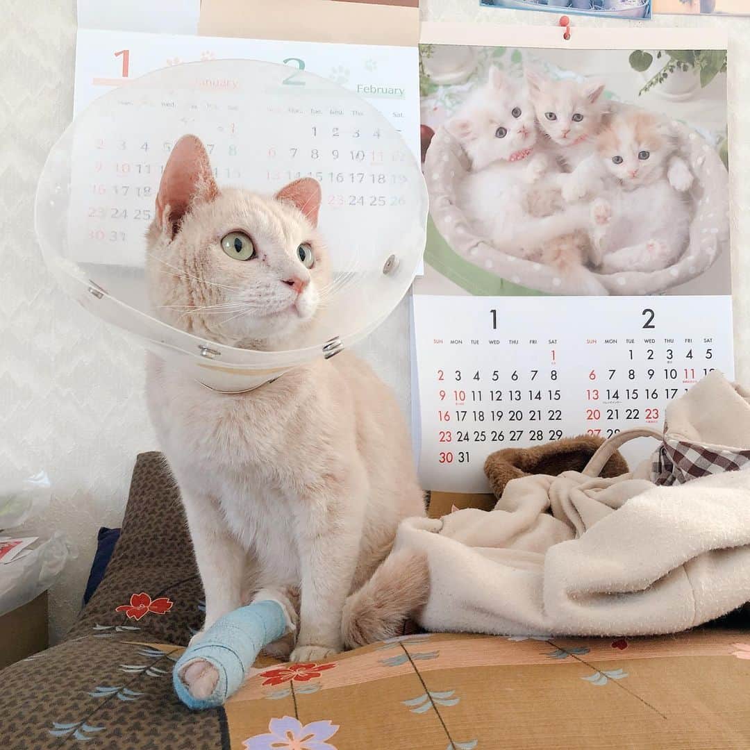 Natsukiのインスタグラム：「そういえば、今年のお正月は休みも長かったこともあり、2年ぶり？くらいに実家に帰りました。我が家の新入りのむつきを連れて、実家のあいんに会いに(^^)  新しい環境とあいんに追いかけ回され、若干緊張のむつきでしたが、病院に連れてって犬慣れしてるのもあり、パニックにはなりませんでした笑  実家のあいんも14歳。顔が真っ白に(笑)  #cat  #dachshund  #ねこのいる暮らし」
