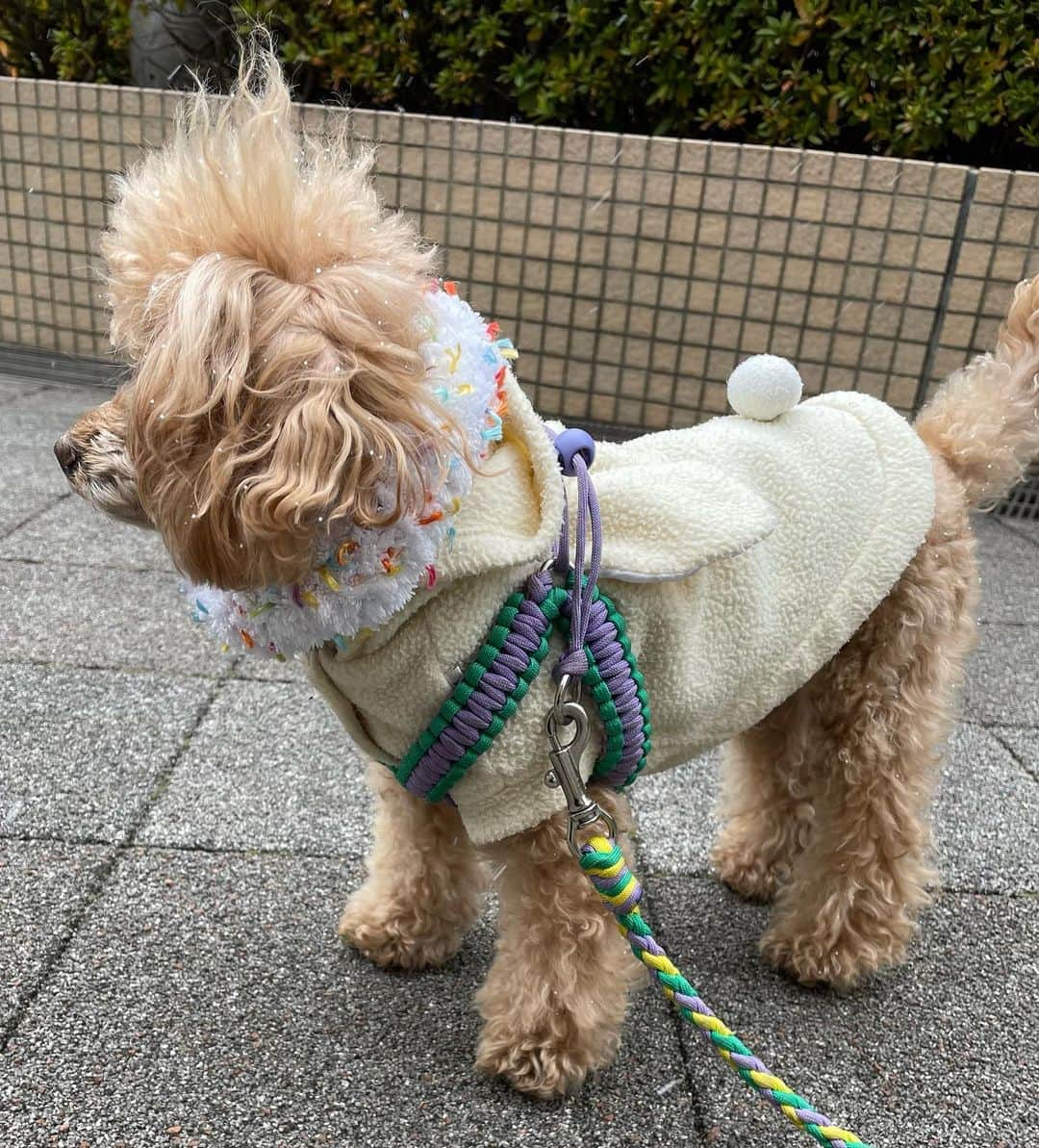 井上貴子さんのインスタグラム写真 - (井上貴子Instagram)「雪が降ったり 気温が急速に下がったり  ワンコたちだって きっと寒いはず  首と名のつく箇所を 温めると良いってことですが  とはいえ ブーツ履かせるわけにもいかず （笑）  レッグウォーマーも 嫌がりそう…  そーか首か！ ネックウォーマーを してあげました  サイズ大きめのやつは 弟の家のワンコ用に 編みましたー^ ^  ヤバイヤバイ 編み物が楽しいってことを 思い出してしまった  ハマると大変なことになる  50代は睡眠が大事  ハマっちゃダメダメーーー  Happyで^ ^  プロフィール画面に記載のURLより 通販サイト「神取屋」に飛べます^ ^  コロナ禍に携わる全てのお仕事の皆様 心から感謝しています 引き続き油断せずお気をつけてお過ごし下さいませ  #井上貴子  #LLPWX #女子プロレス #womensprowrestring #編み物 #ワンコ用ネックウォーマー #トイプードル #https://www.youtube.com/c/takacoinoue  #cacatocacat #貴子ちゃんちゅーぶ #YouTubeはじめました #チャンネル登録お願い致します #LLPWX通販サイト神取屋 #感謝 #STOPCOVID19」1月8日 17時07分 - takaco_inoue