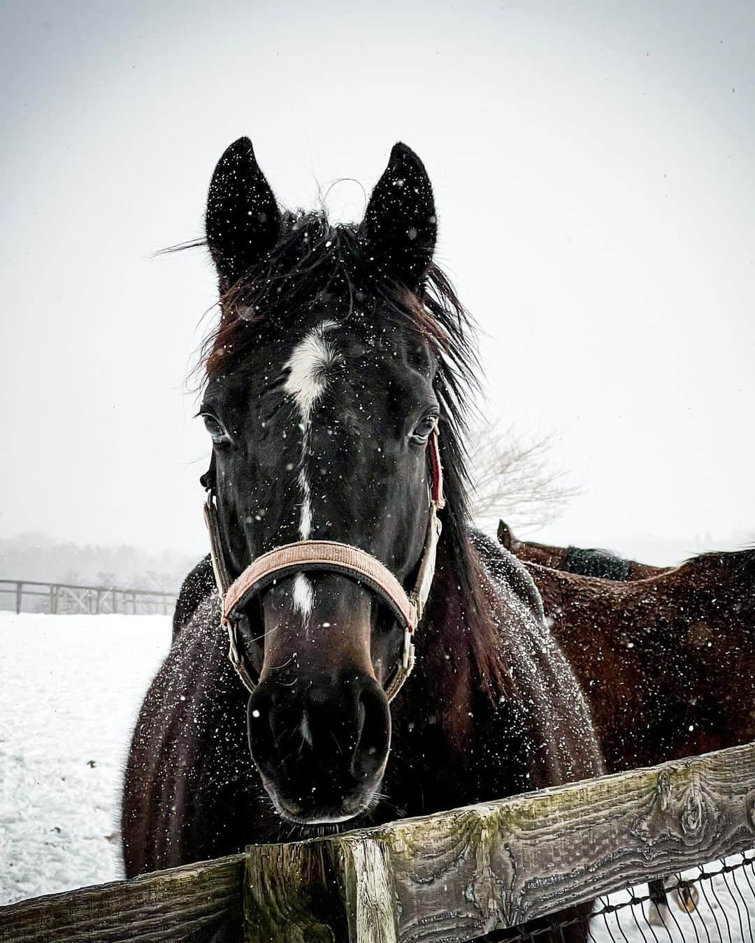 黒ユイさんのインスタグラム写真 - (黒ユイInstagram)「北海道で出逢えた馬さん🐴 優しい瞳に癒された🥺✨ でもやっぱりちょっと怖くて距離取っちゃうw  雪降る中の動物達は寒くないのかな？ 人間って贅沢だよね😶 美味しいご飯食べたり暖かい場所にいれたり そんなことを考えた馬さんとの出会いでした🐎  東京雪降ったみたいだね☃️ 大阪は降りませんでした⛄️ 来月東京へ遊びにいけるかなぁ〜 #妊娠9ヶ月　なってるやろし 更にパンパンや☺️  来月にマタニティフォト考え中❤️  #マタママ　#プレママ　#マタニティライフ」1月8日 21時28分 - yui_my_life