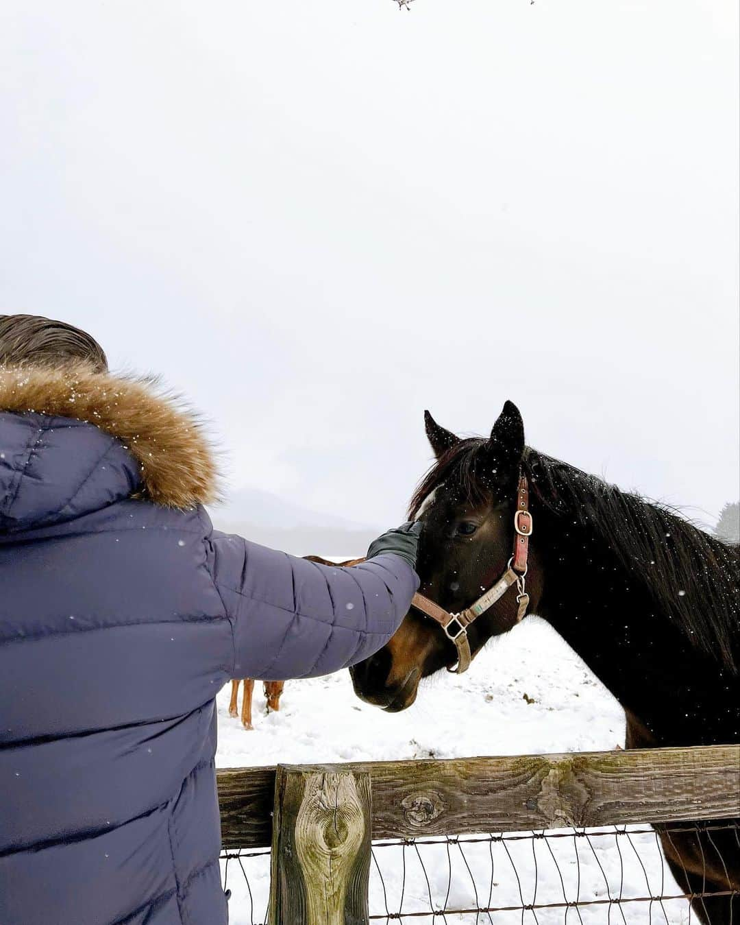 黒ユイさんのインスタグラム写真 - (黒ユイInstagram)「北海道で出逢えた馬さん🐴 優しい瞳に癒された🥺✨ でもやっぱりちょっと怖くて距離取っちゃうw  雪降る中の動物達は寒くないのかな？ 人間って贅沢だよね😶 美味しいご飯食べたり暖かい場所にいれたり そんなことを考えた馬さんとの出会いでした🐎  東京雪降ったみたいだね☃️ 大阪は降りませんでした⛄️ 来月東京へ遊びにいけるかなぁ〜 #妊娠9ヶ月　なってるやろし 更にパンパンや☺️  来月にマタニティフォト考え中❤️  #マタママ　#プレママ　#マタニティライフ」1月8日 21時28分 - yui_my_life