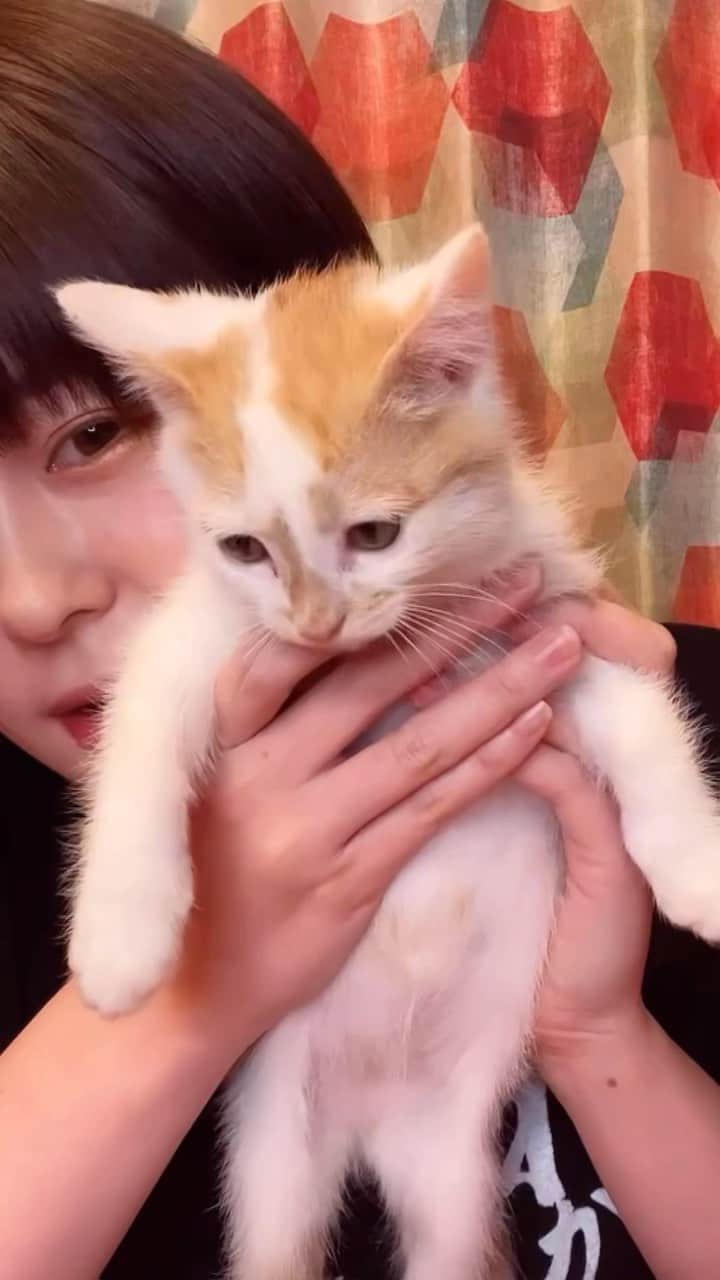 神堂きょうかのインスタグラム：「【クリスマス前の動画なり。皆に紹介】  #猫#可愛い#天使#毎日#猫吸#instagood #me #love #followme #like #フォロー#ハッピー#lol #beautiful#happy」