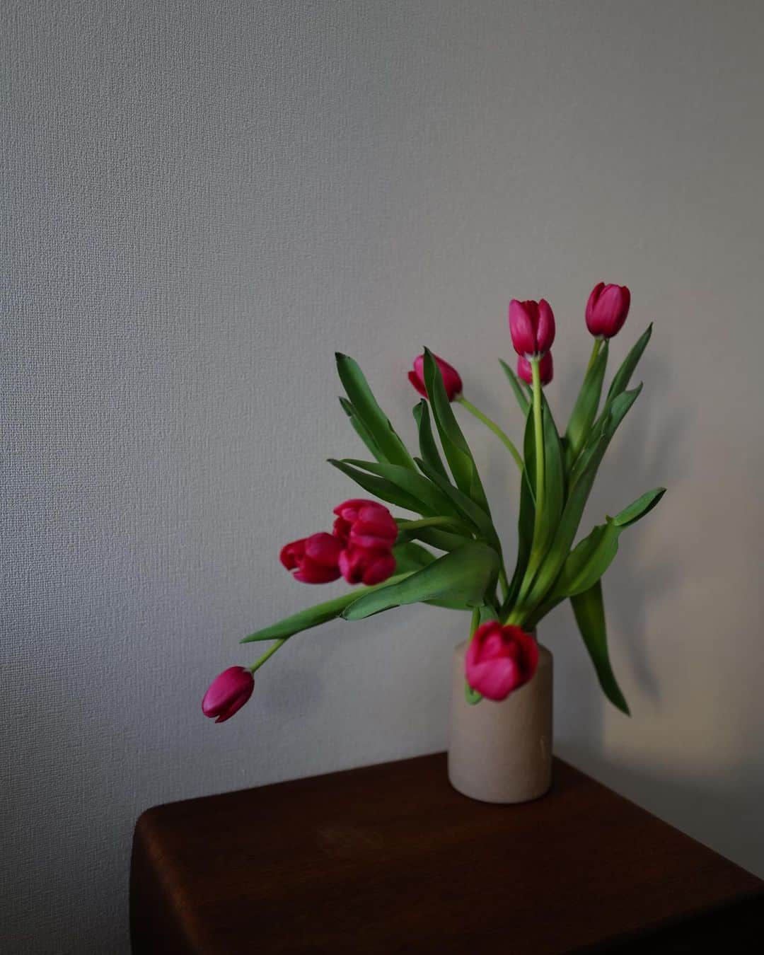 高山都さんのインスタグラム写真 - (高山都Instagram)「自由でいいわね🌷🌷🌷 日に日に変わっていく様子も見てて楽しい。」1月9日 15時54分 - miyare38