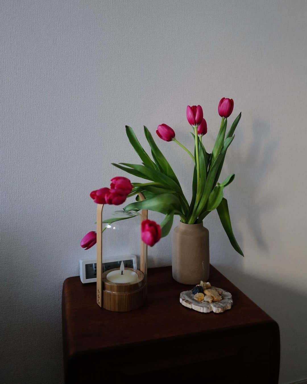 高山都さんのインスタグラム写真 - (高山都Instagram)「自由でいいわね🌷🌷🌷 日に日に変わっていく様子も見てて楽しい。」1月9日 15時54分 - miyare38