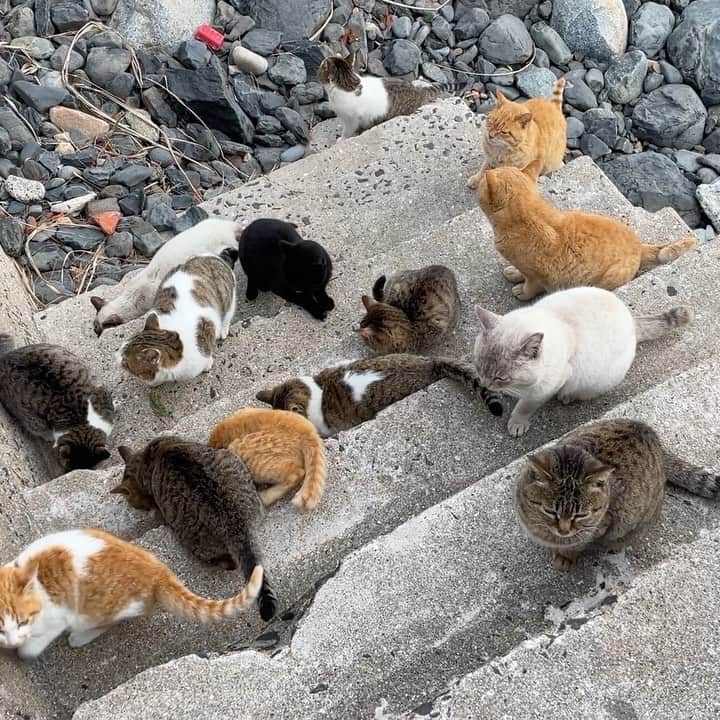 五十嵐健太のインスタグラム：「観光客からご飯をもらった島猫さんたち #猫　#cat #猫島　#catstagram  #cutecats」