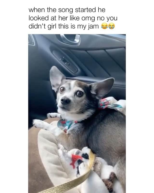 のインスタグラム：「When the moment strikes via: @pupsfiction 🎤✨ ••• #puppiesofinstagram #dogsofinstagram #cuteanimals #cutedogs #doglover #instagood #myjam」