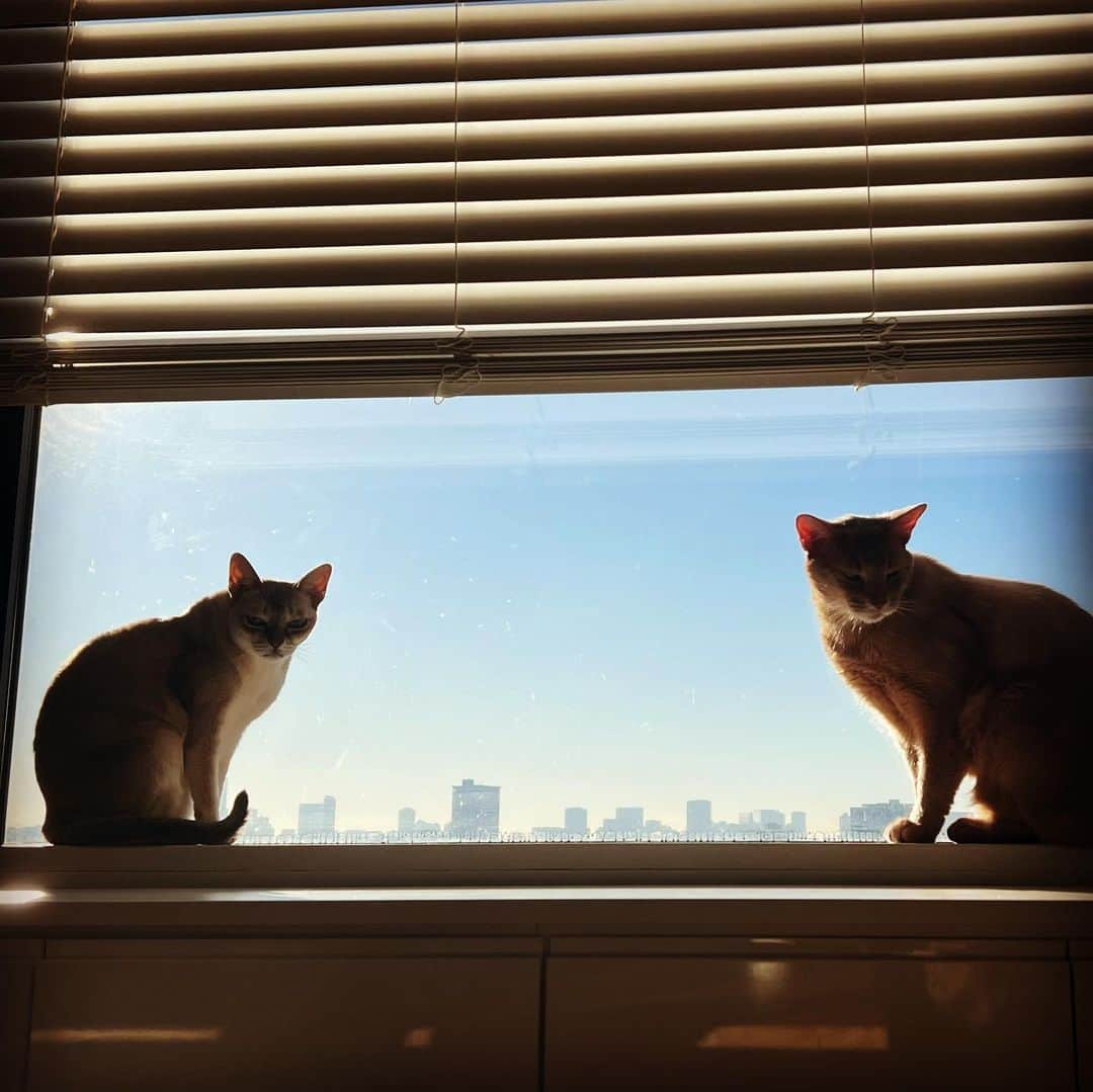 高島礼子さんのインスタグラム写真 - (高島礼子Instagram)「写真の撮り方、を 模索中🐈‍⬛ 猫の目線  #猫のいる暮らし  #猫」1月9日 12時57分 - reico.official