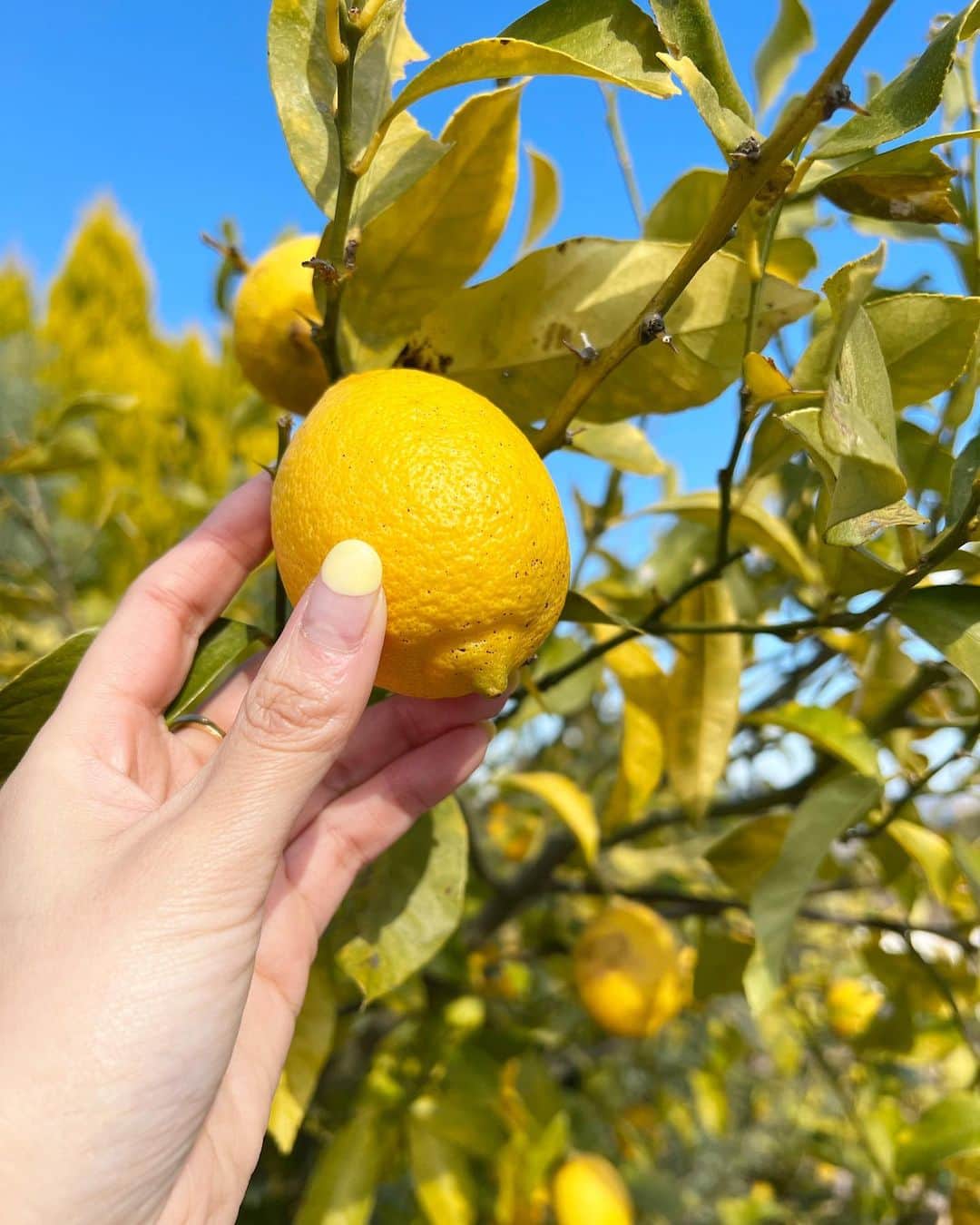 井上晃子さんのインスタグラム写真 - (井上晃子Instagram)「前日に決めた生口島瀬戸田🍋予定を立てずに感受性を活かして旅すると結果収穫が多くいつも何かに繋がってゆく。  "故きを温ねて新しきを知る"ということを感じる空間、 あたたかいおもてなしの心を感じつつも程よい距離感がわたしには心地良く"また訪れたい"と強く思わせてくれる魅力溢れるお宿　@azumi.______   晴れの日が多いこの島、 自然の恵みが多く波動の高さを感じました。😌この場所で大切に育てられたお野菜やお米、瀬戸内海のお魚 どれも美味しくて心が潤う。  色々と未来に繋がるインプットができたような  人生一度きり、私自身を愛して 愛されるものづくりを目指したいもの  そして本日も旅に出る予定… #瀬戸田#エコレモン#💛」1月9日 13時29分 - akiki_2015