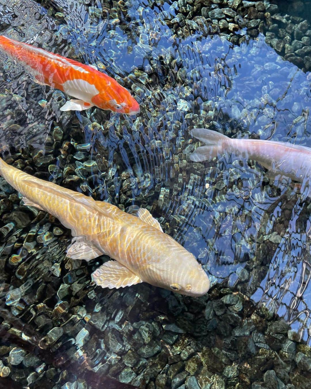 中岡由佳さんのインスタグラム写真 - (中岡由佳Instagram)「白い鯉見つけた🤍 #koi #fish」1月9日 16時23分 - yuka_nakaoka