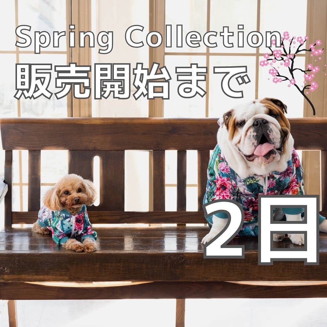 北斗晶さんのインスタグラム写真 - (北斗晶Instagram)「・ ／ Spring Collection 発売まで2日🌸🐶 ＼  1月11日(火) 13:30から『corazón 2022 Spring Collection』の販売が開始いたします！  滑らかな生地を使用し、さらりとした手触りで毛が付きにくい今季のトラックスーツは、程よいストレッチ性に優れており、身体にフィットしやすく、虫が気になる春先に向けて防虫加工まで採用しております。 着脱しやすいようにフロントチャックを採用し、汚れも落ちやすい素材を使用しております。これを着たら目立つこと間違いなし！  corazónは、51種類のサイズを展開。 小型犬から大型犬まで幅広くお作りいたします🐶 詳しくはホームページのサイズ表をご確認ください。  ぜひ気になったら【保存】お願いします❣️  ▼価格（税込） 体操着: ¥5,478〜 トラックスーツ: ¥7,678〜 ※サイズによって異なります  ▼ECサイトはプロフィールからアクセス🐶 @corazon_hokuto  ▼サイズ 小型犬〜大型まで国内最大級51サイズをご用意しています。  【2着以上をご購入の方は送料無料です】  #corazon #ドギーズアイランド #ペット服 #ペット #北斗晶 #corazonファミリー #フレンチブルドッグ #ブルドッグ #ダックスフンド #ポメラニアン #チワワ #犬 #犬のいる暮らし #わんちゃん #わんちゃん大好き #わんちゃんのいる生活 #ワンちゃん #ワンちゃん大好き #ワンちゃんと一緒」1月9日 18時28分 - hokutoakira_official